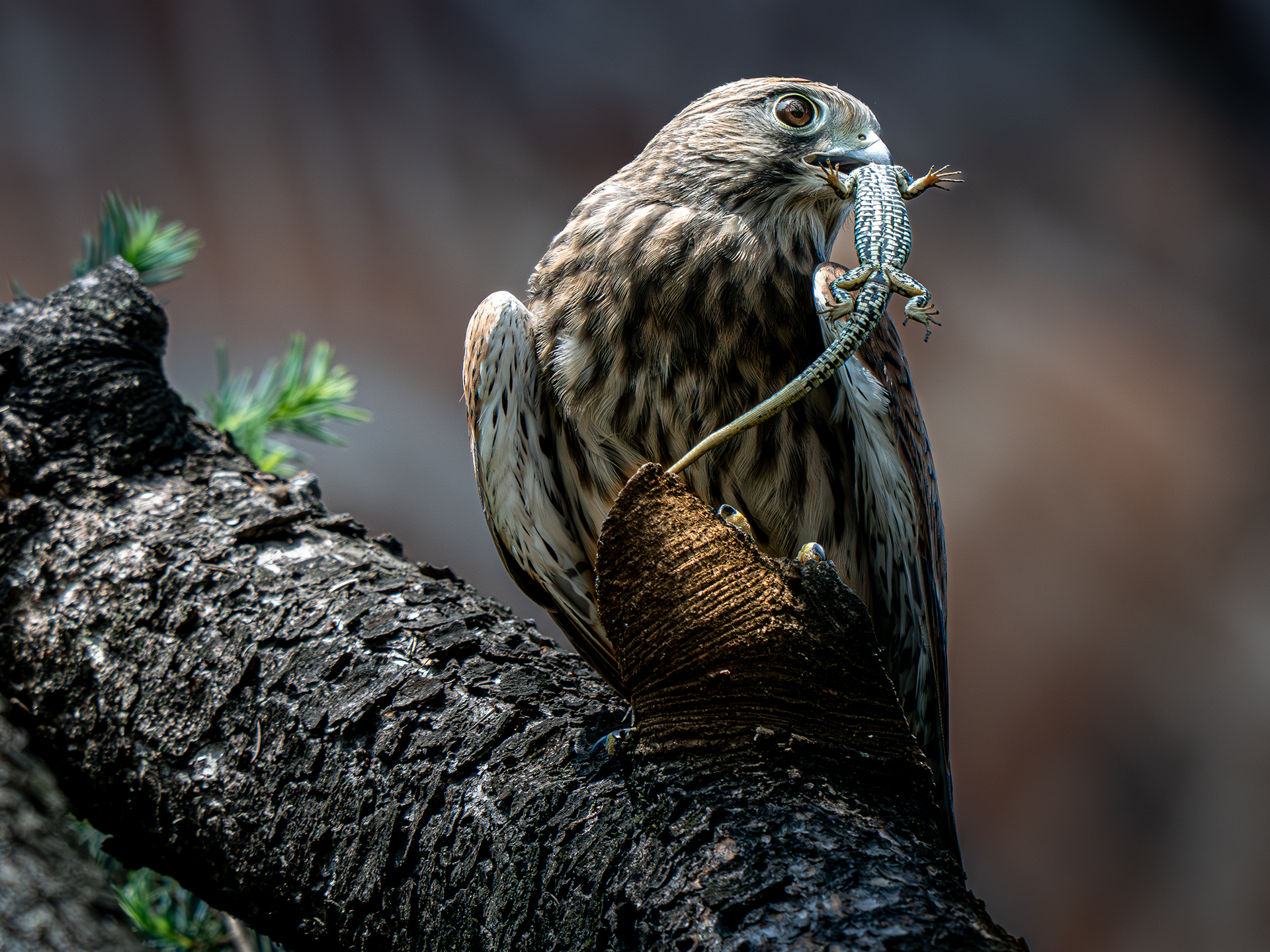 The lunch of the little kestrel