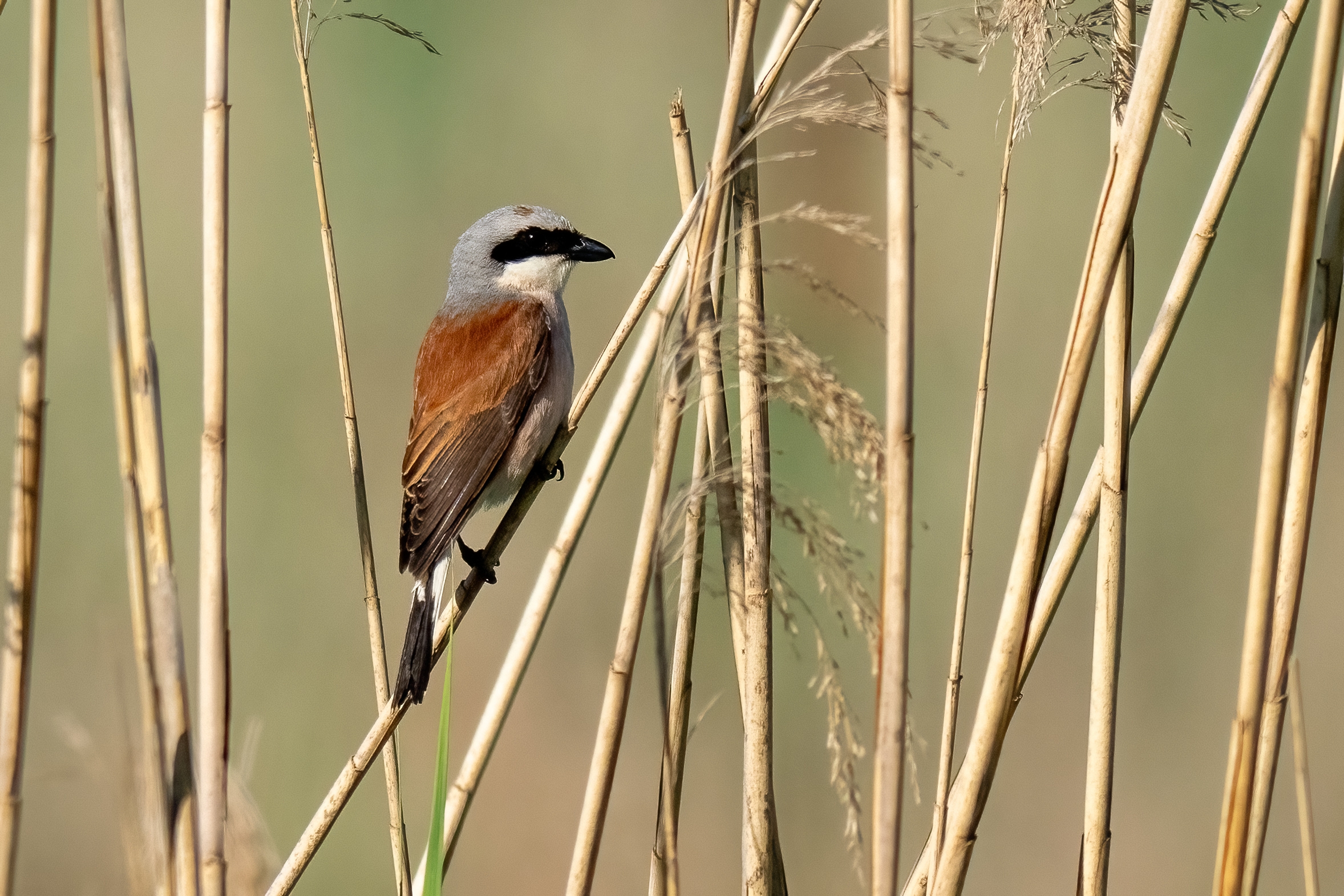 Averla piccola (Lanius collurio)