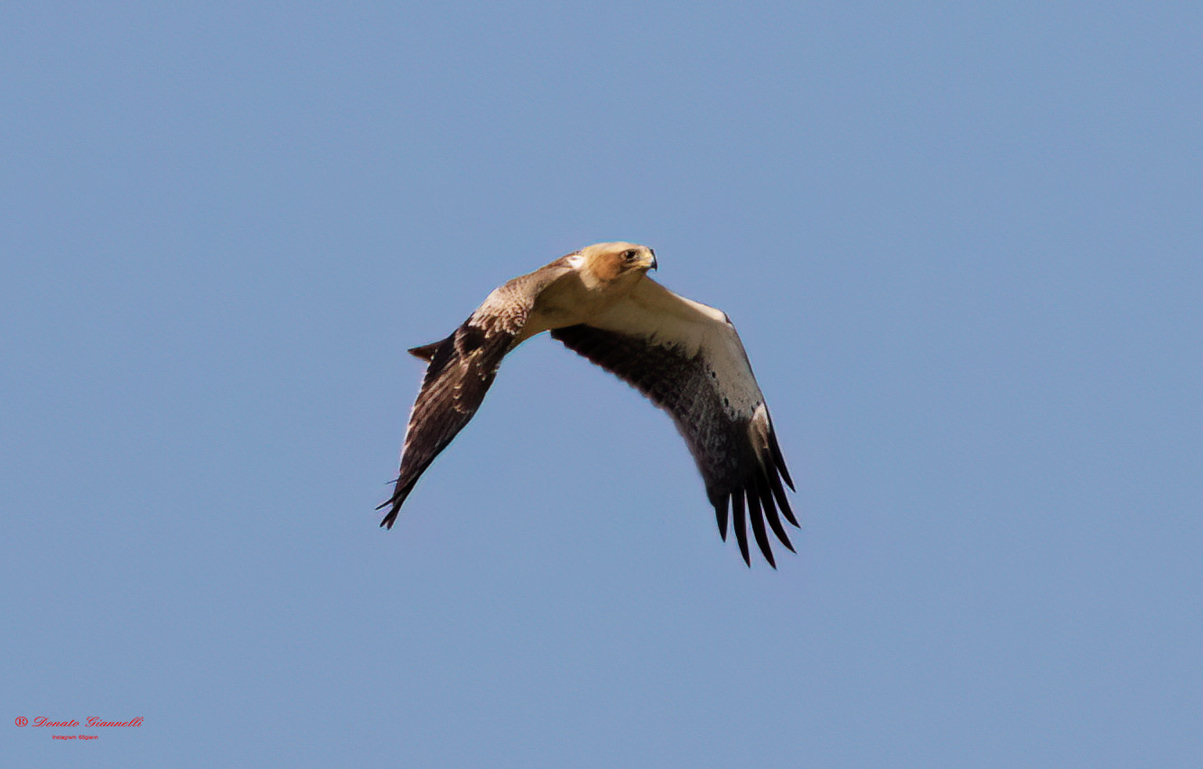 Acquila minore chiara