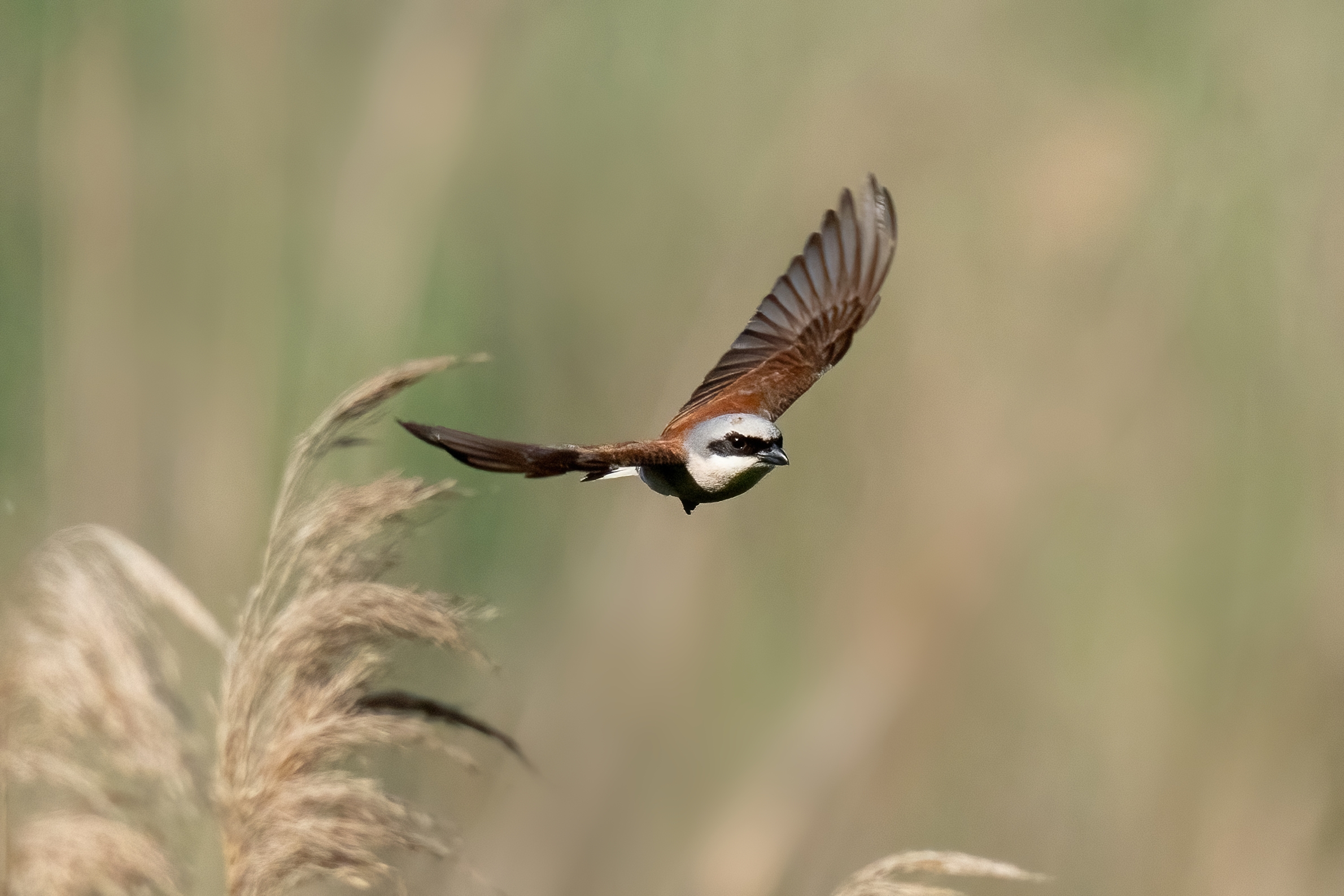 Averla piccola (Lanius collurio)