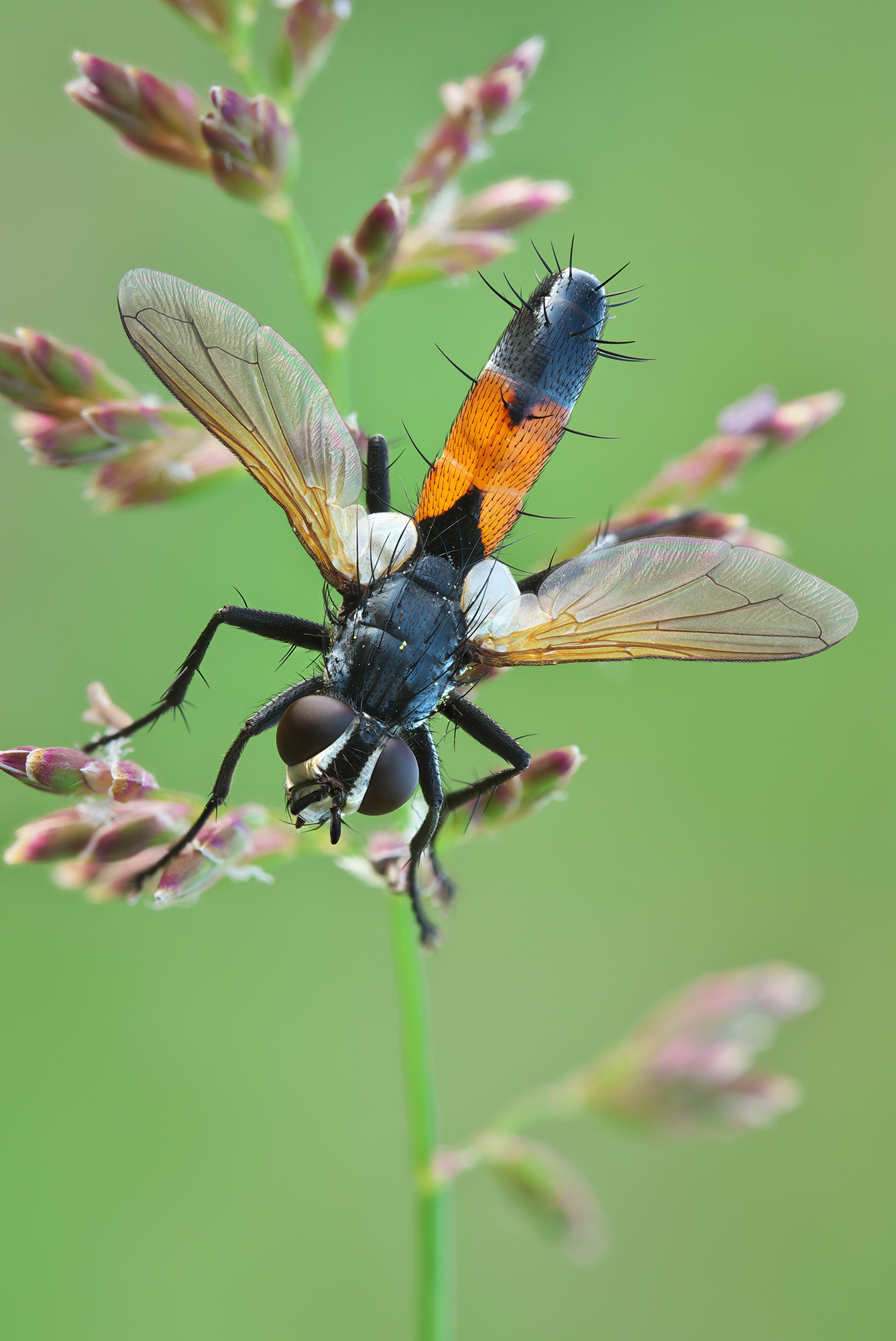 Cylindromyia brassicaria