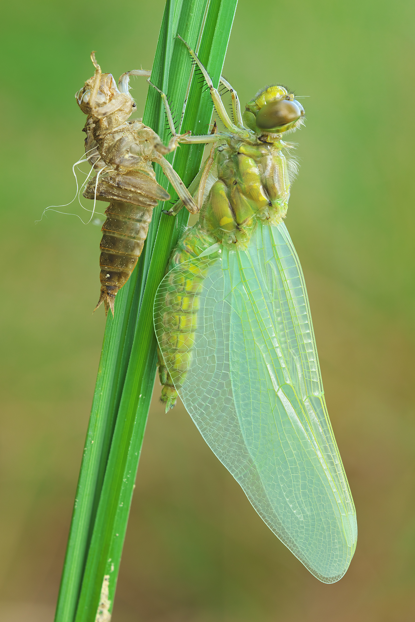 Orthetrum cancellatum