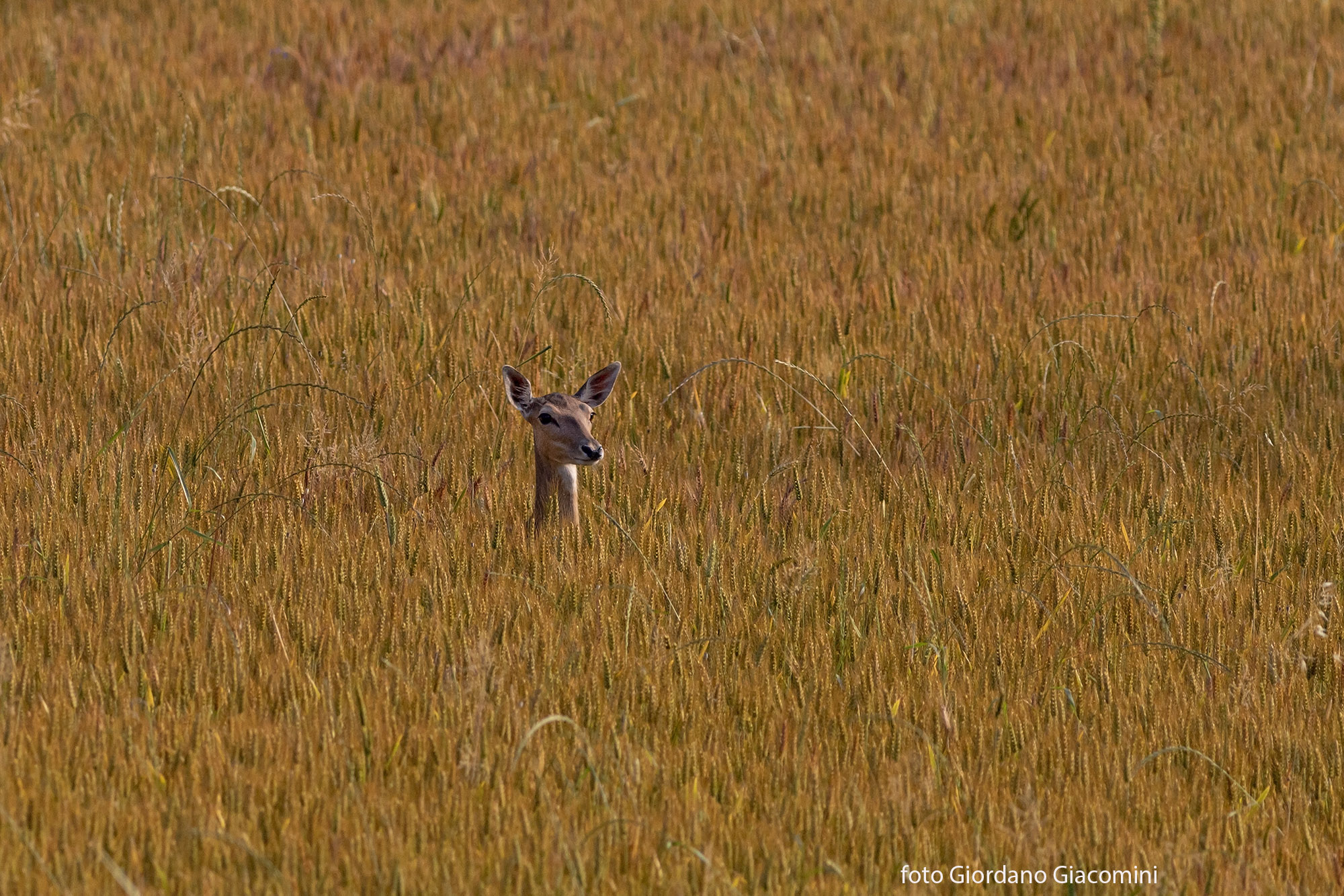 In mezzo al grano...