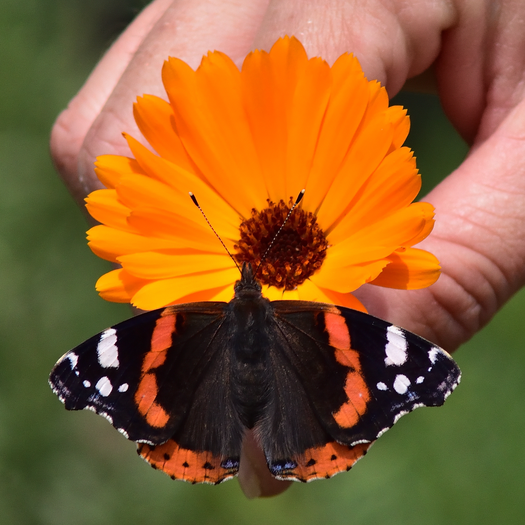 Vanessa Delle Ortiche