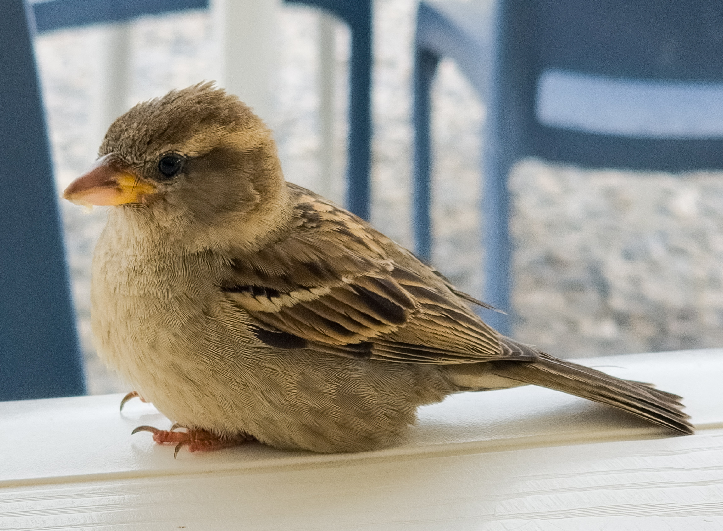 Birds