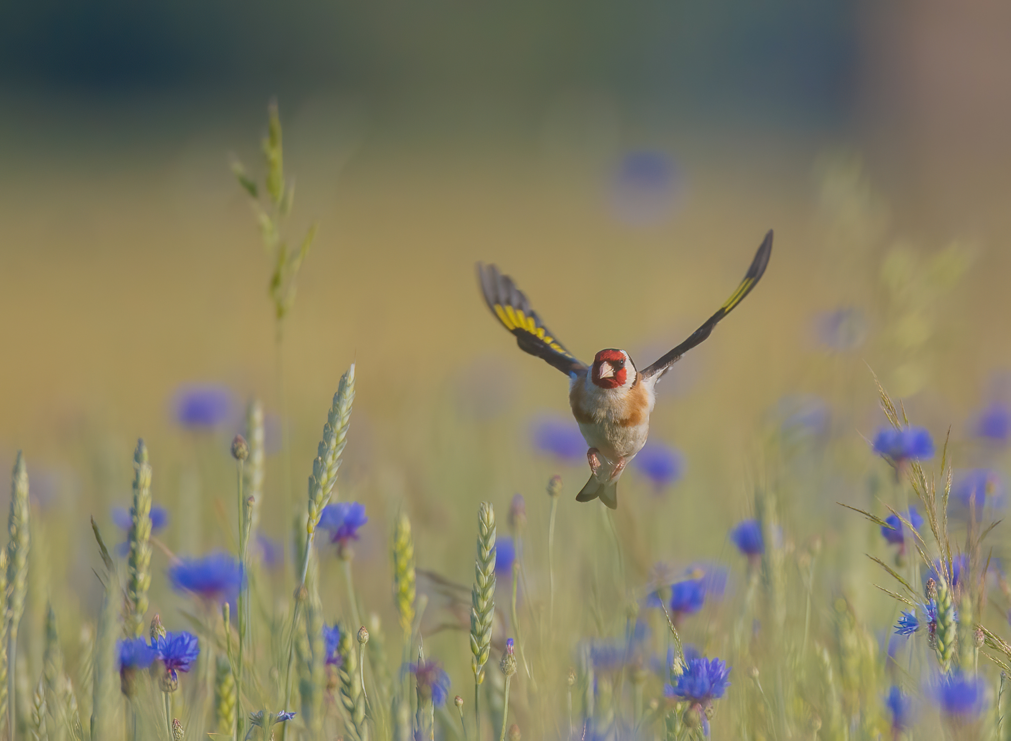 Carduelis carduelis