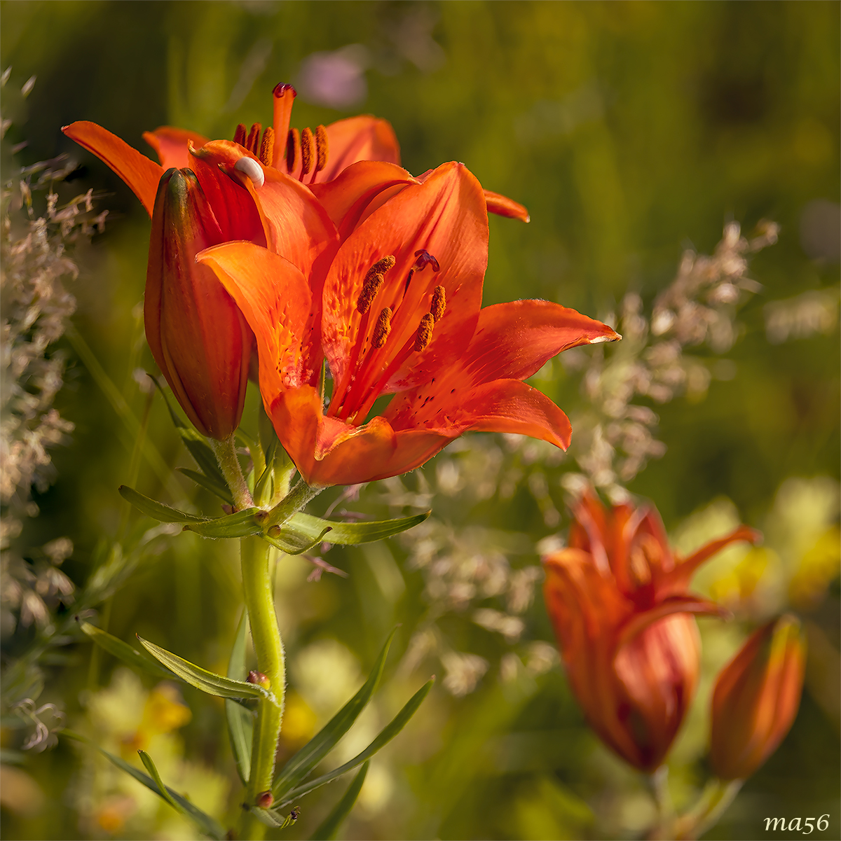 giglio di S.Giovanni