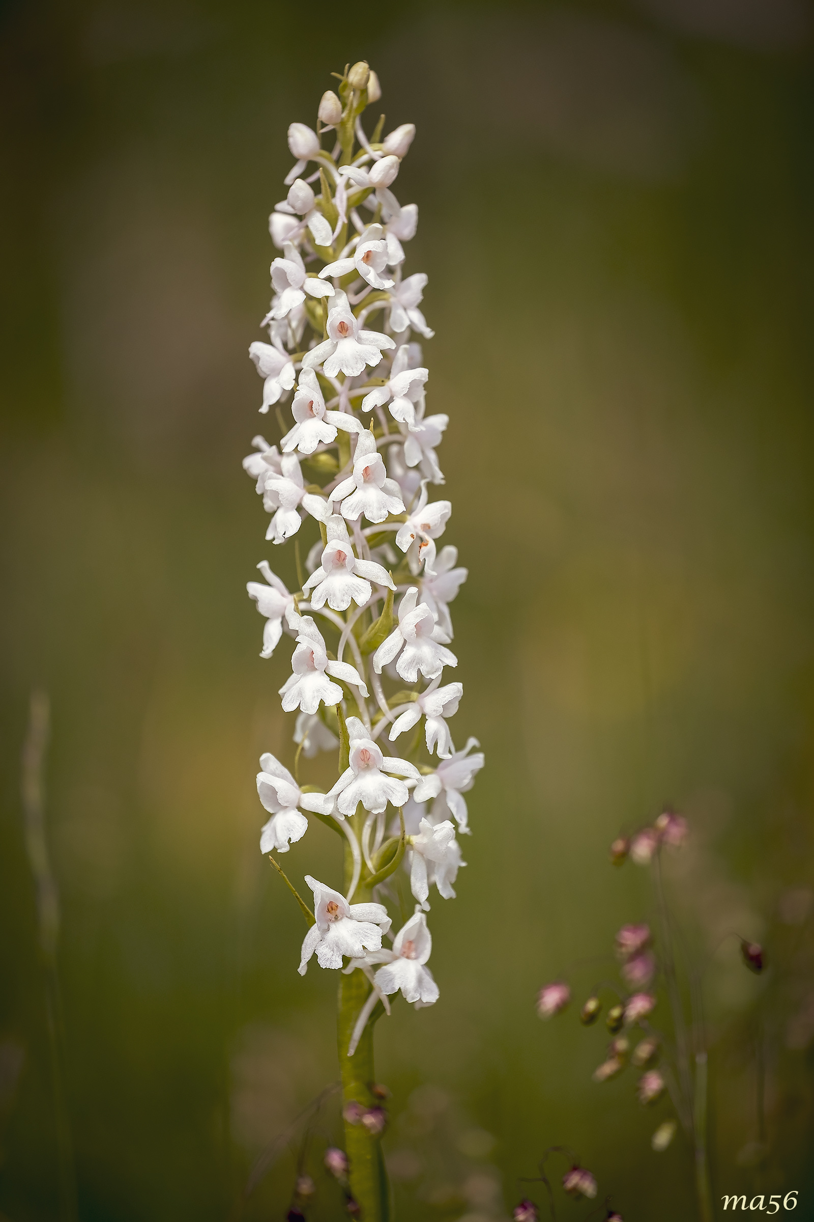 Fragrant gymnadenia