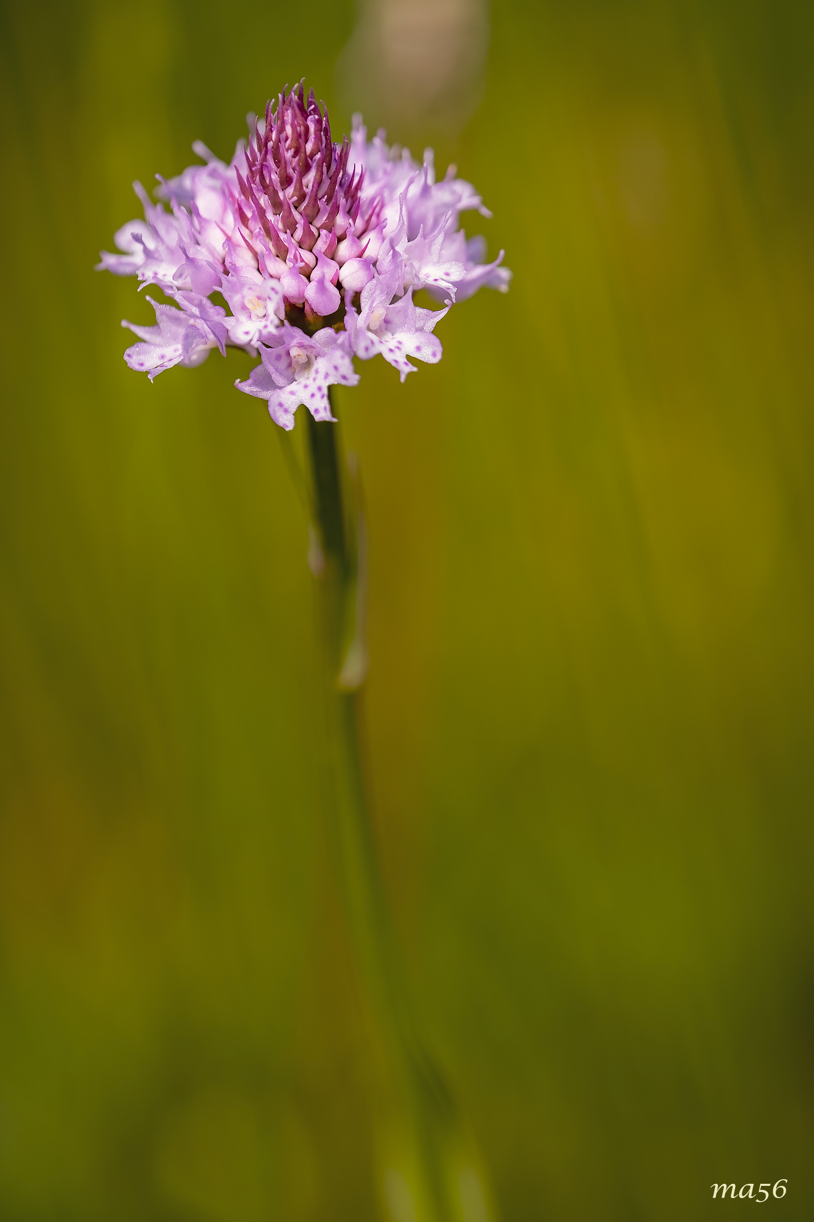 Pasture orchid