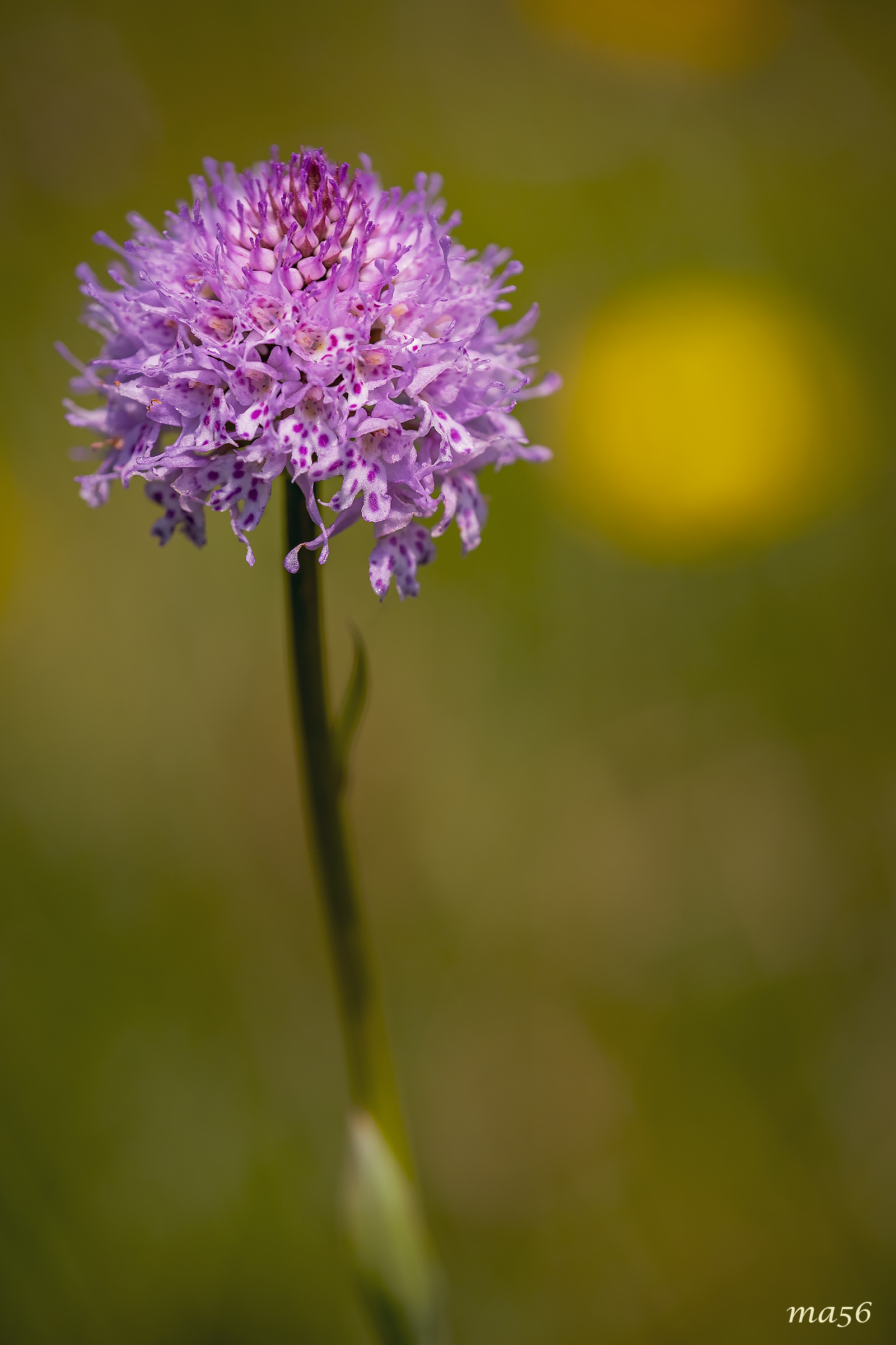 Pasture orchid