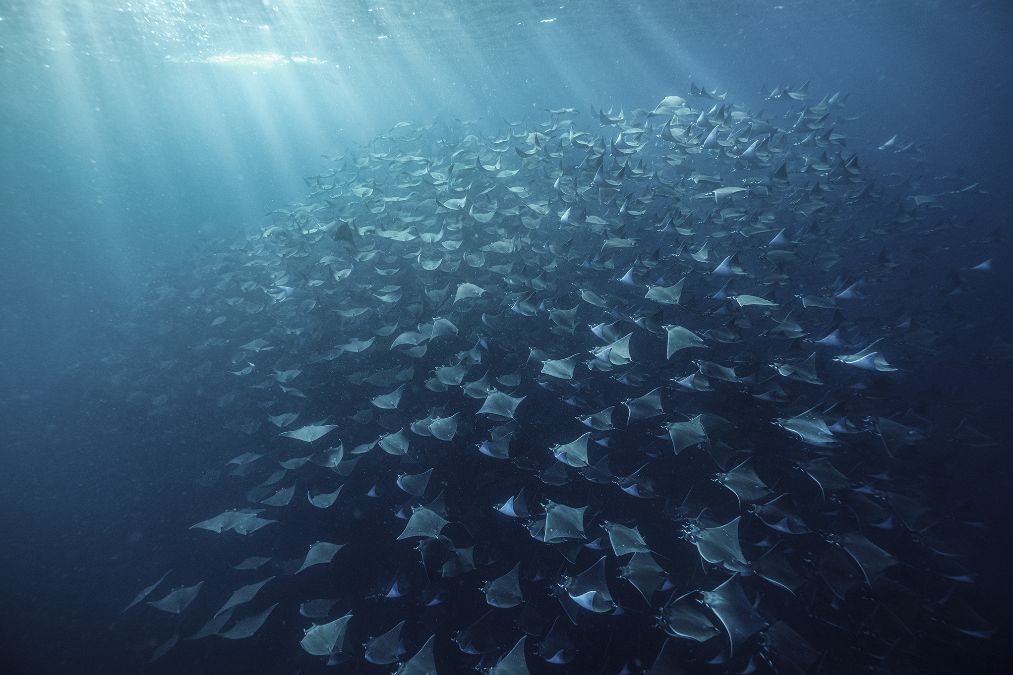 Migration of mobulas