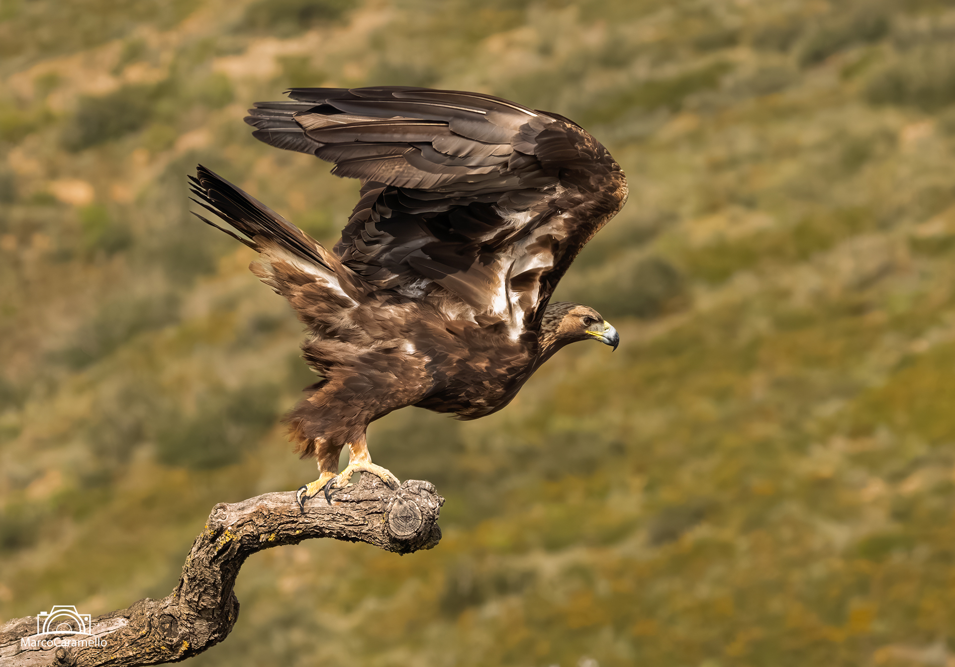 Golden eagle