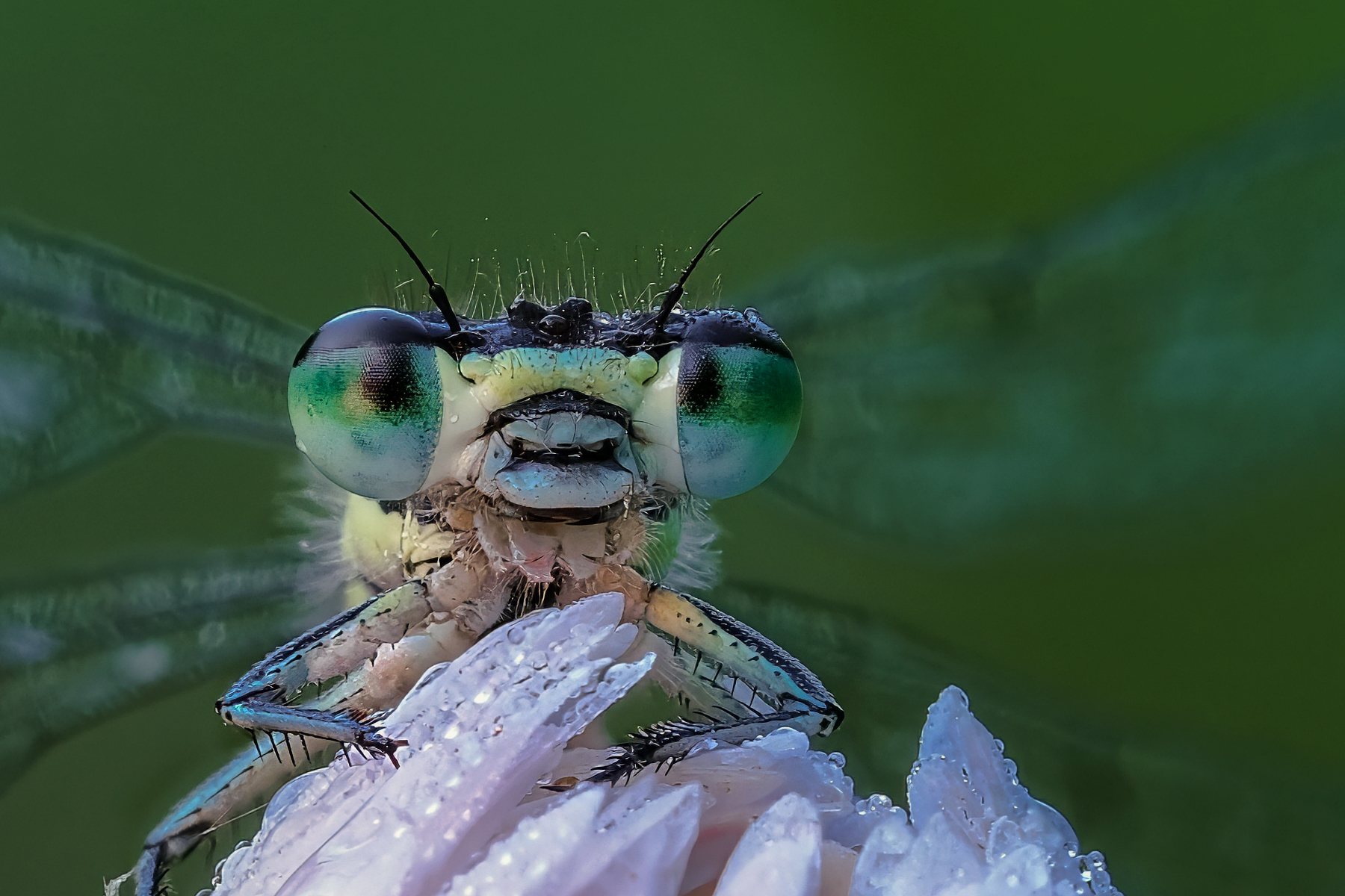 Coenagrion puella