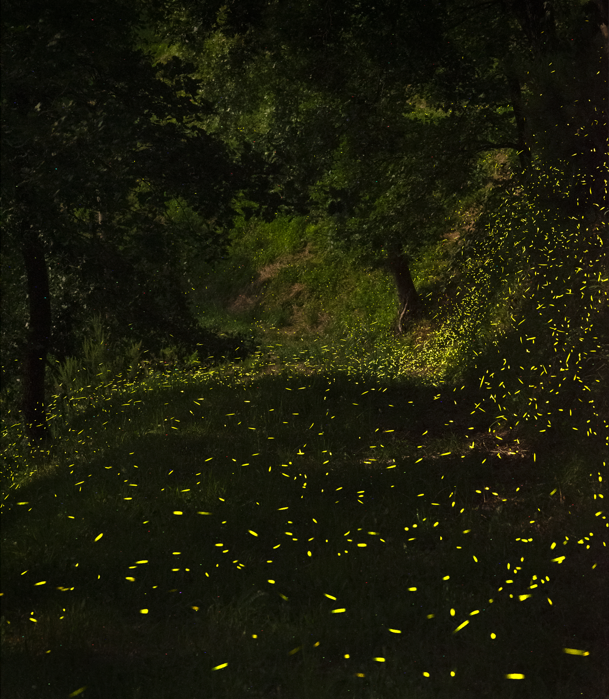 The Fireflies.... An evening in June