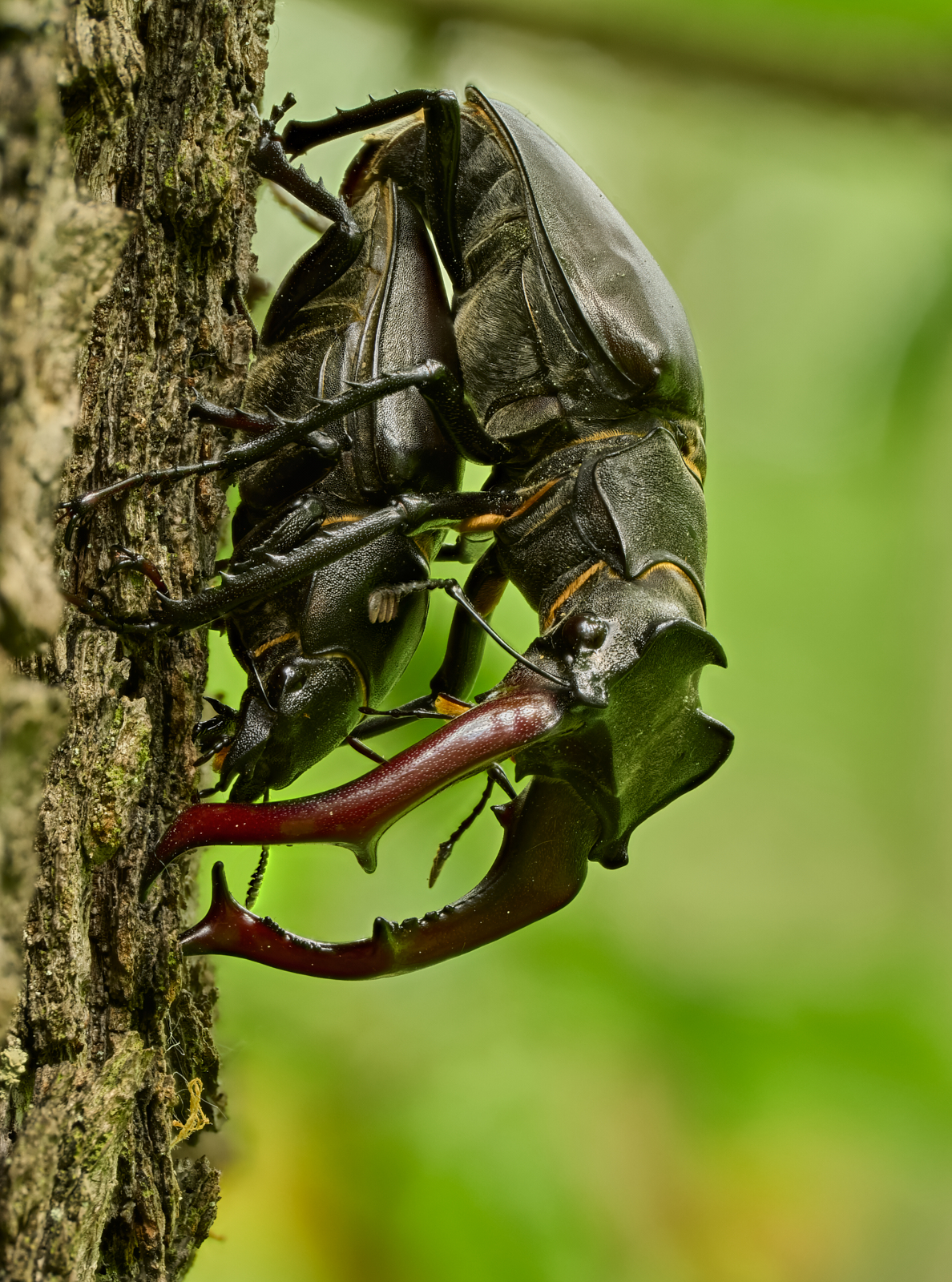 Lucanus cervus. Couple.