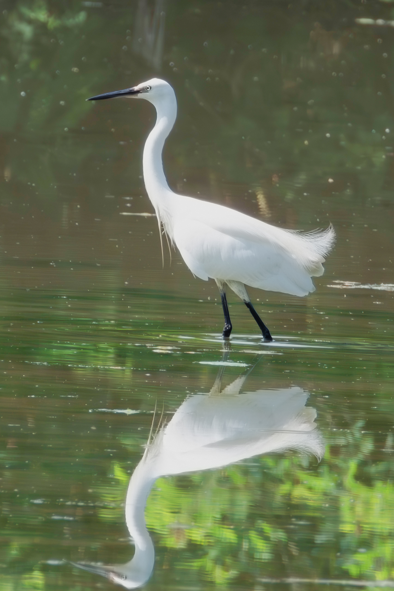 Egret