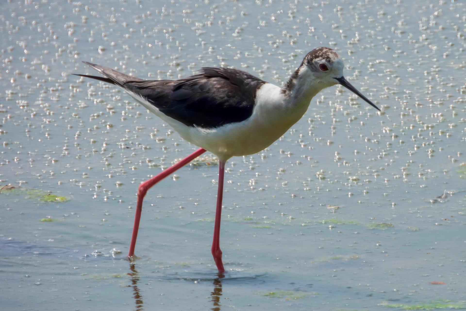 Black-winged Stilt