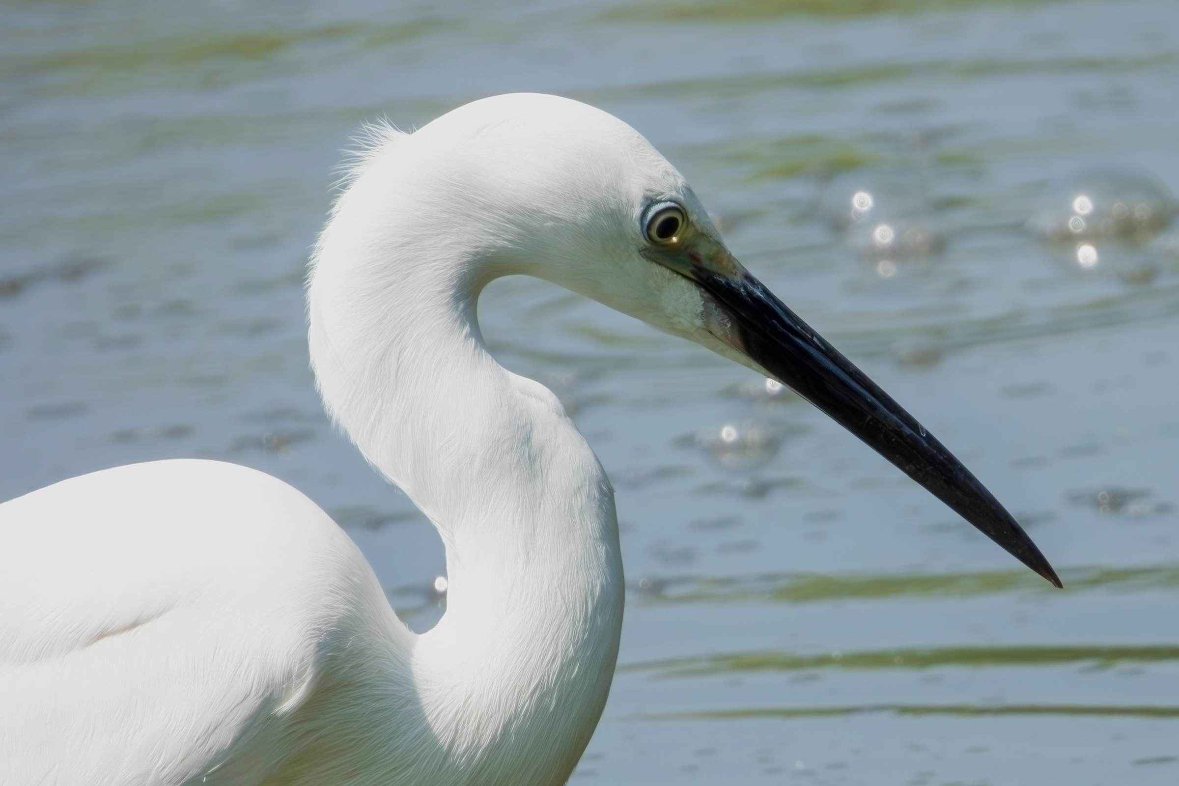 Egret