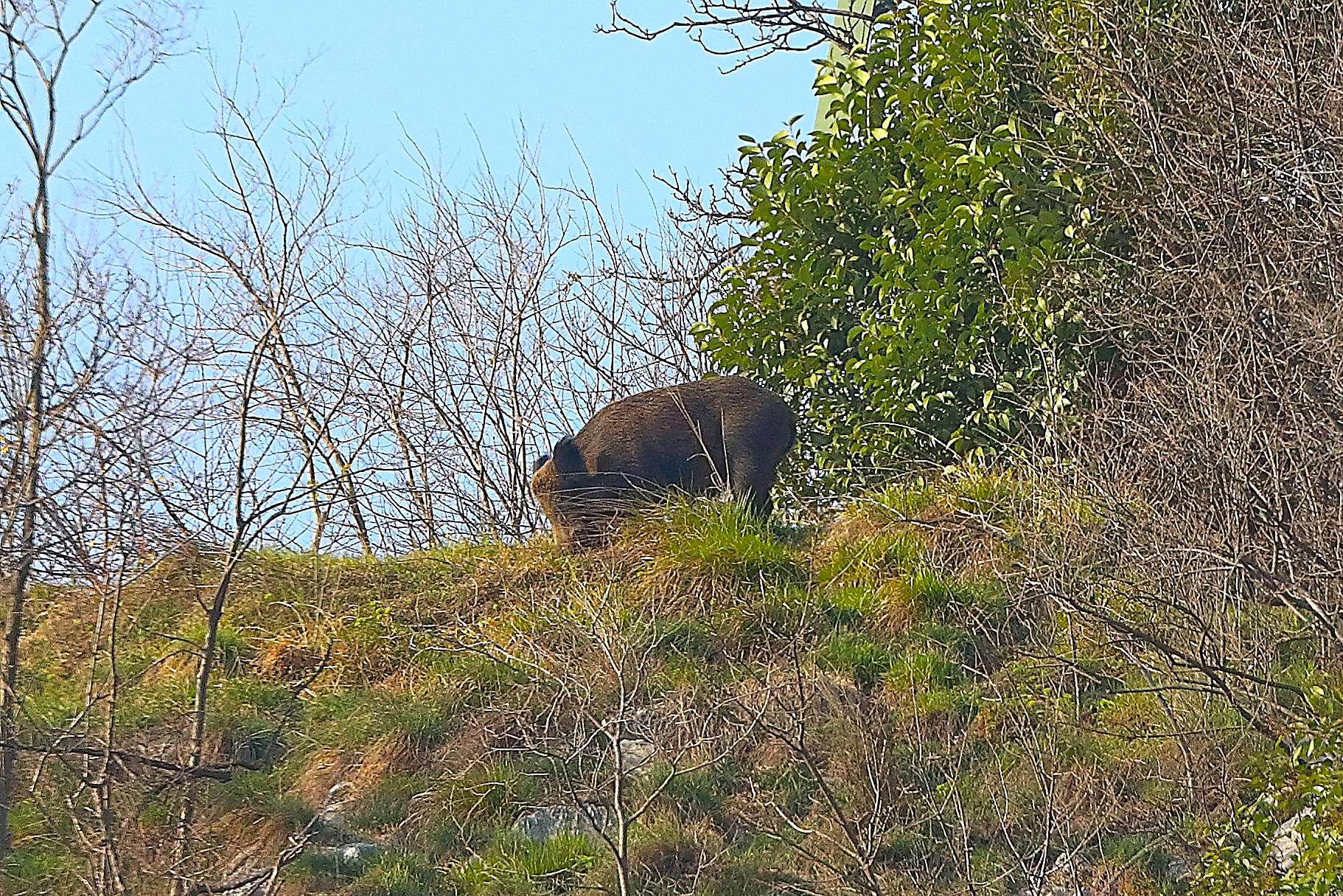 Cinghiale 08 marzo 2025 - 0070