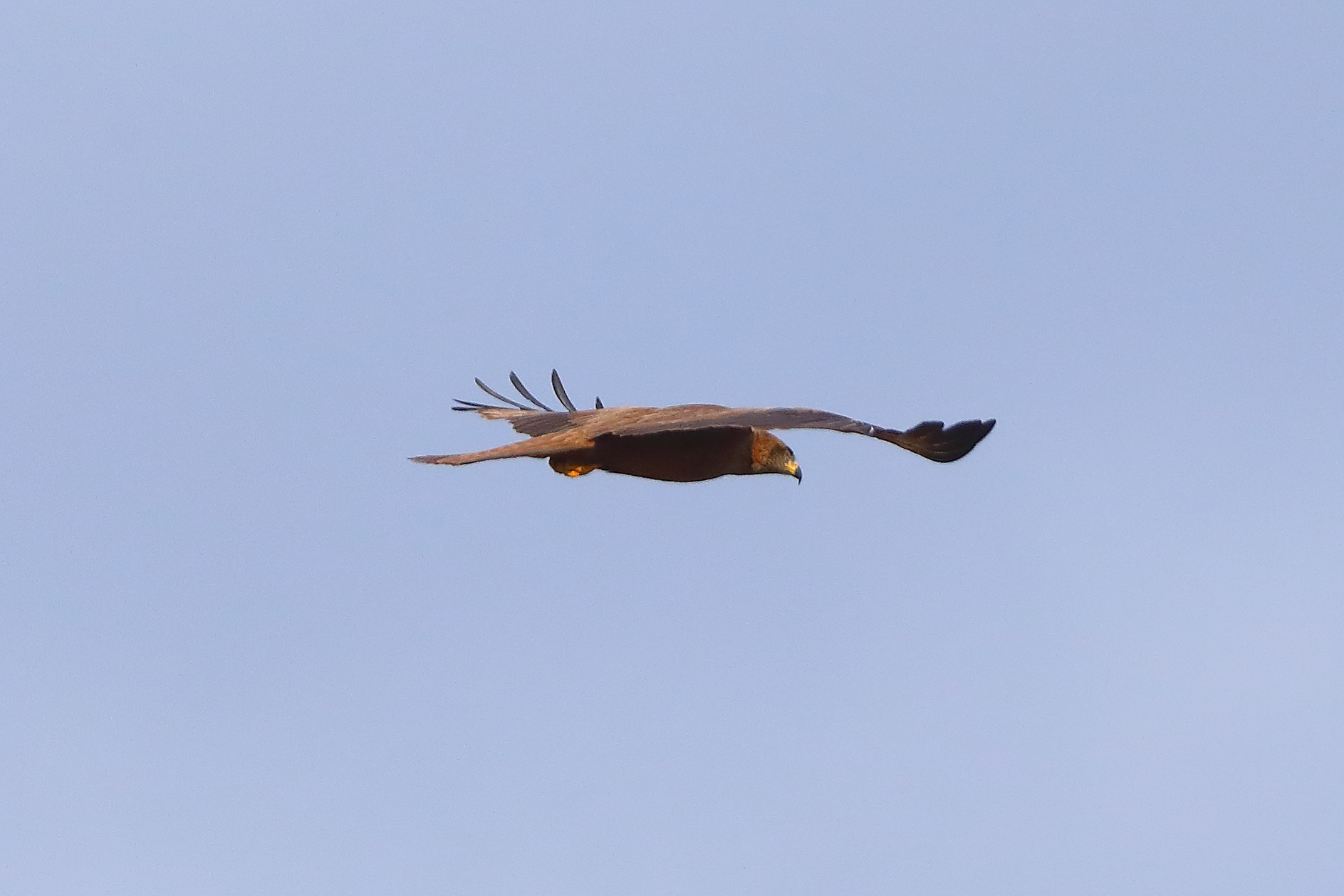 Nibbio bruno 29 marzo 2025 - 0146