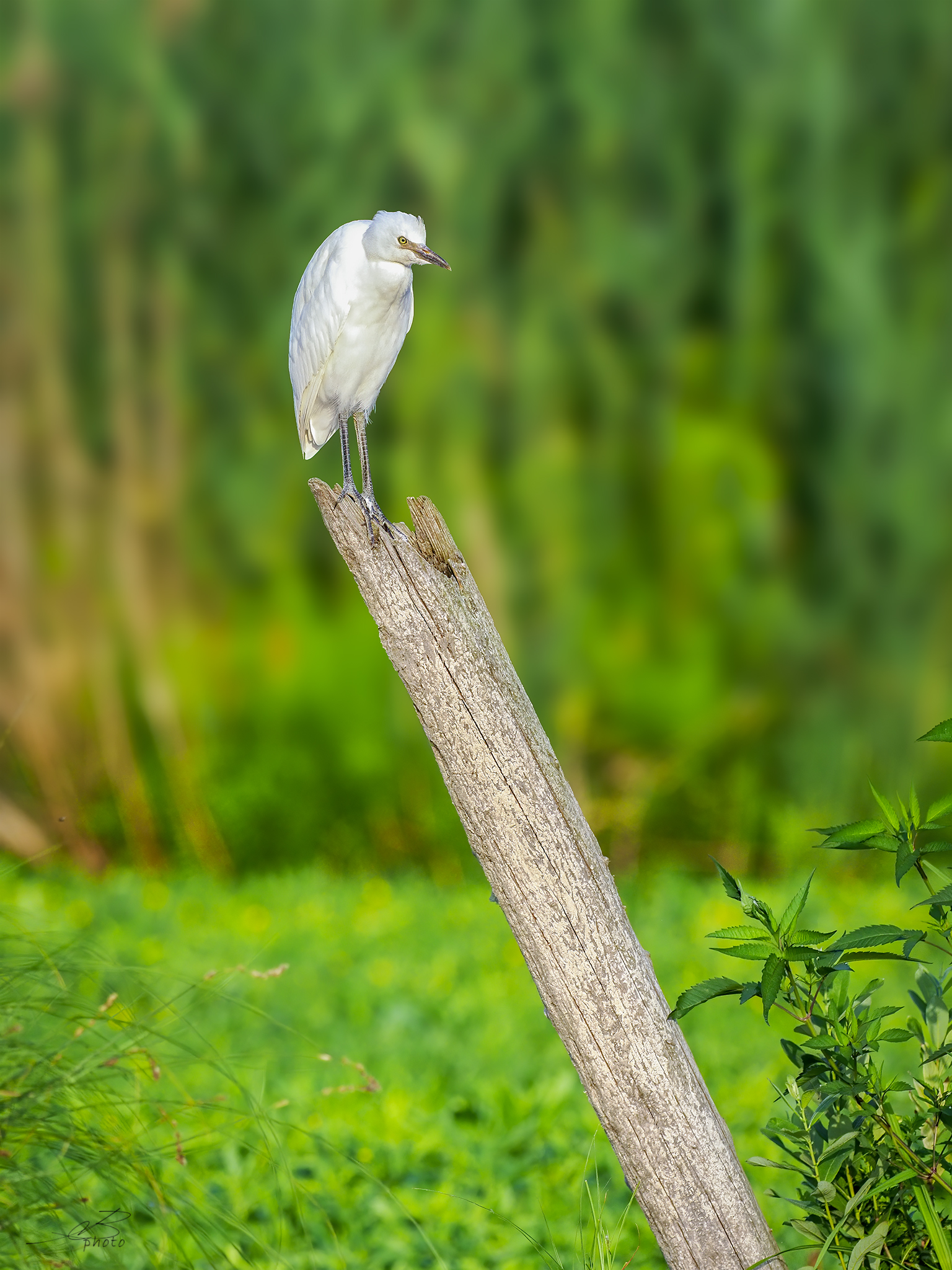 Egret