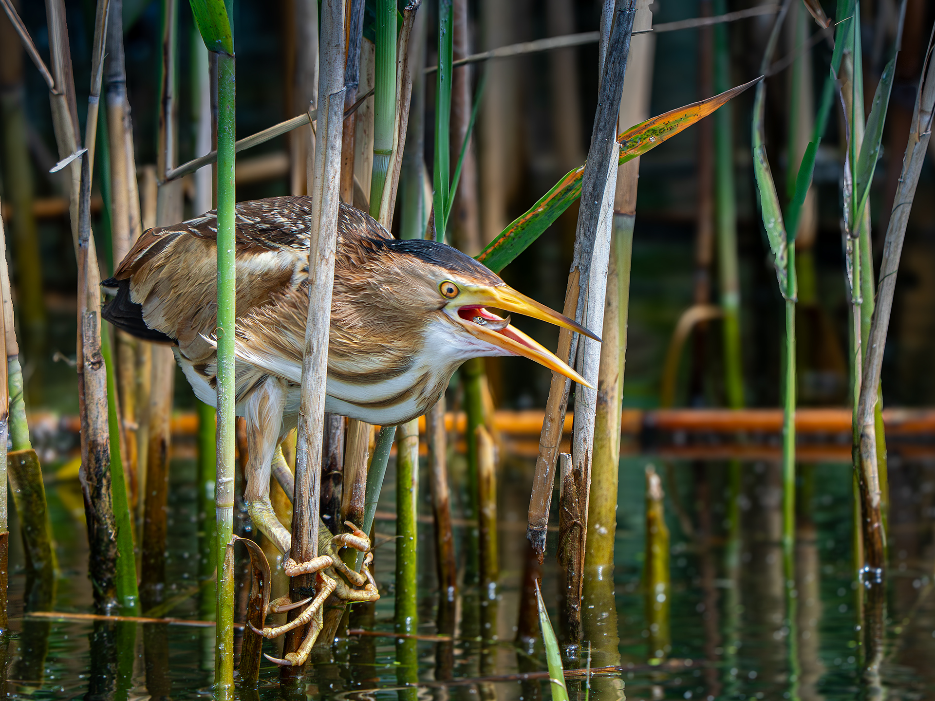 Delicious bittern....