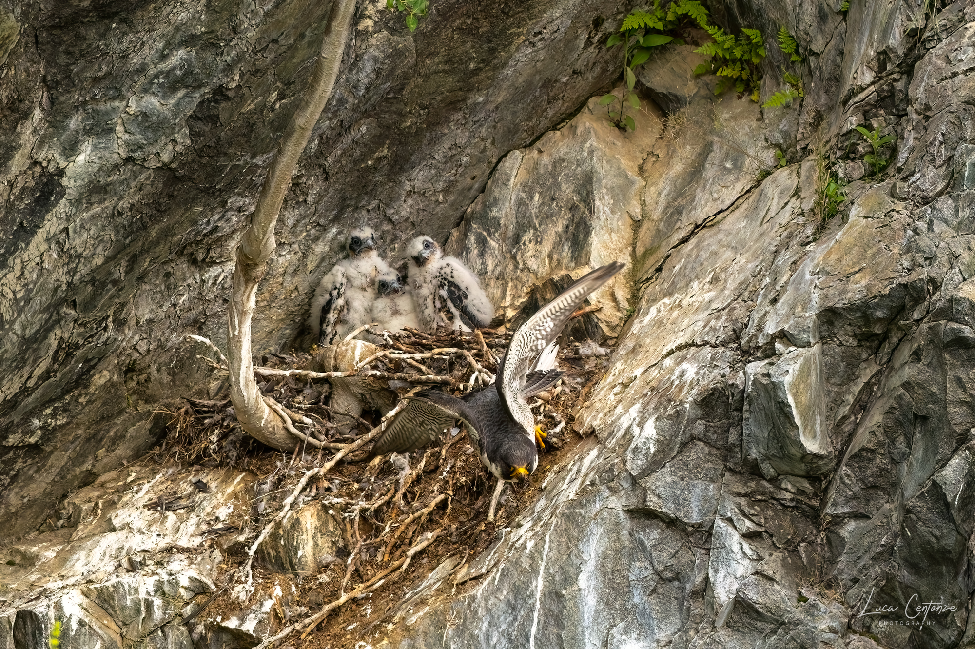 Falcons grow rapidly