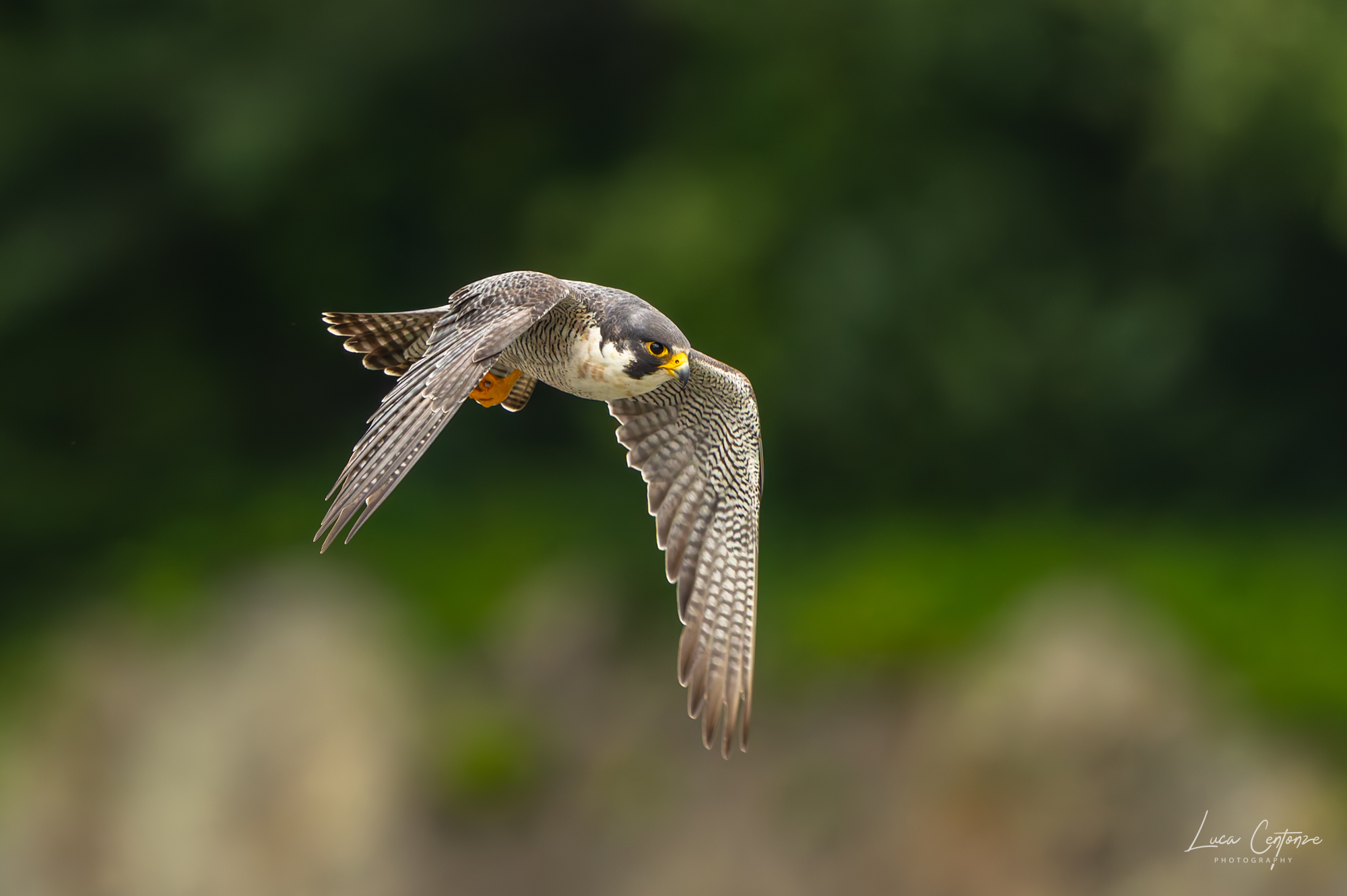 Peregrine Falcon (adult female)