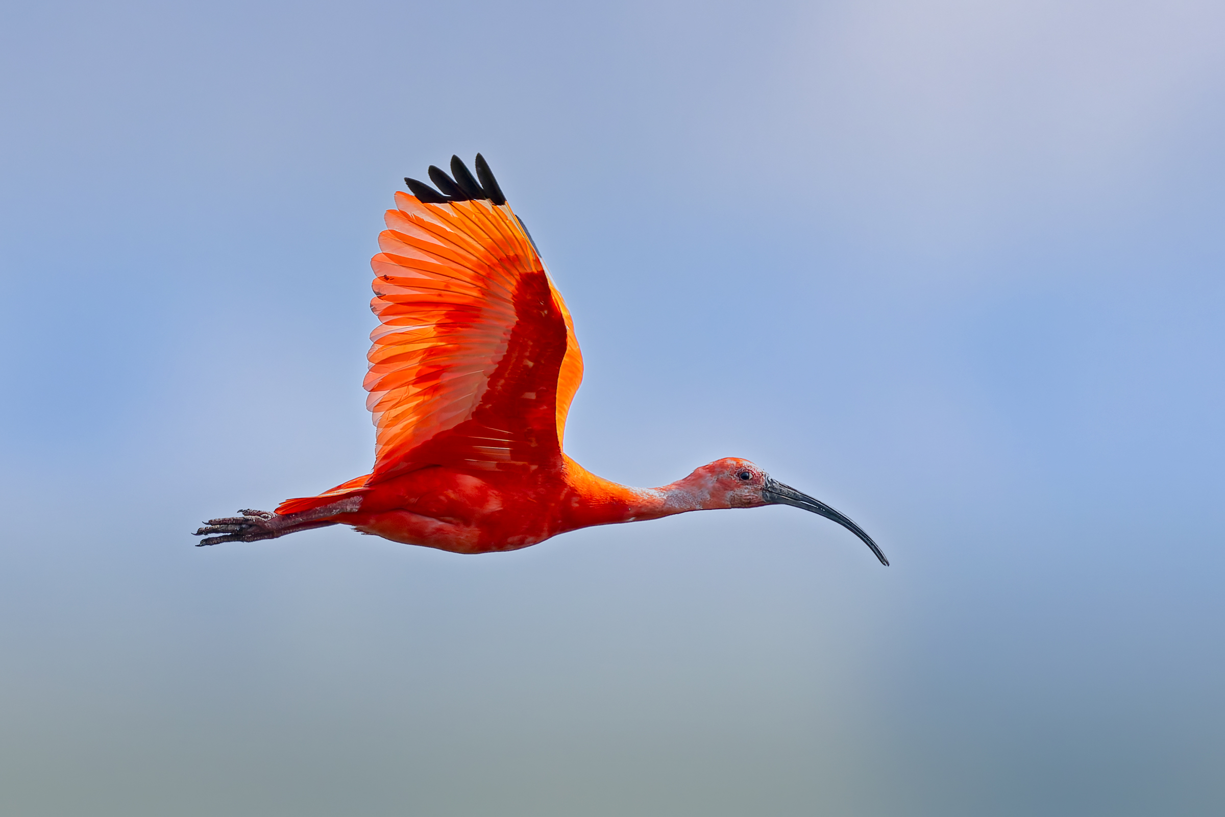 ibis Scarlatto Lago Superiore di Mantova  Da Barca Priv