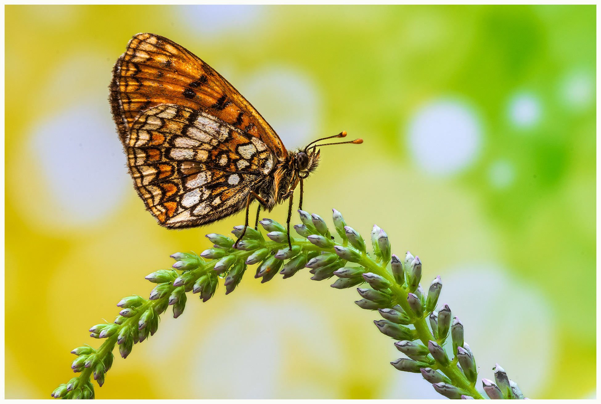 Melitaea Athalia