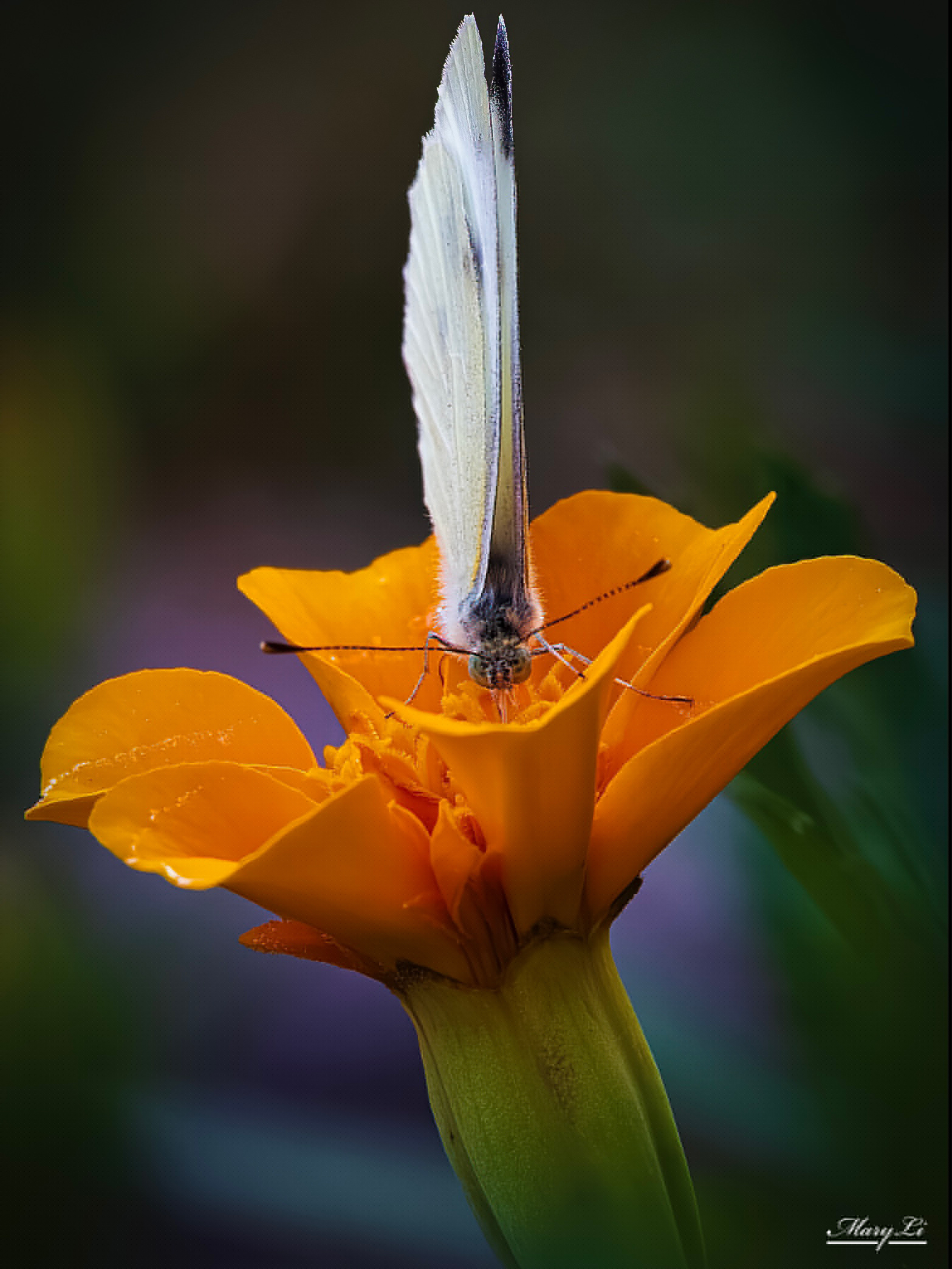 Front butterfly