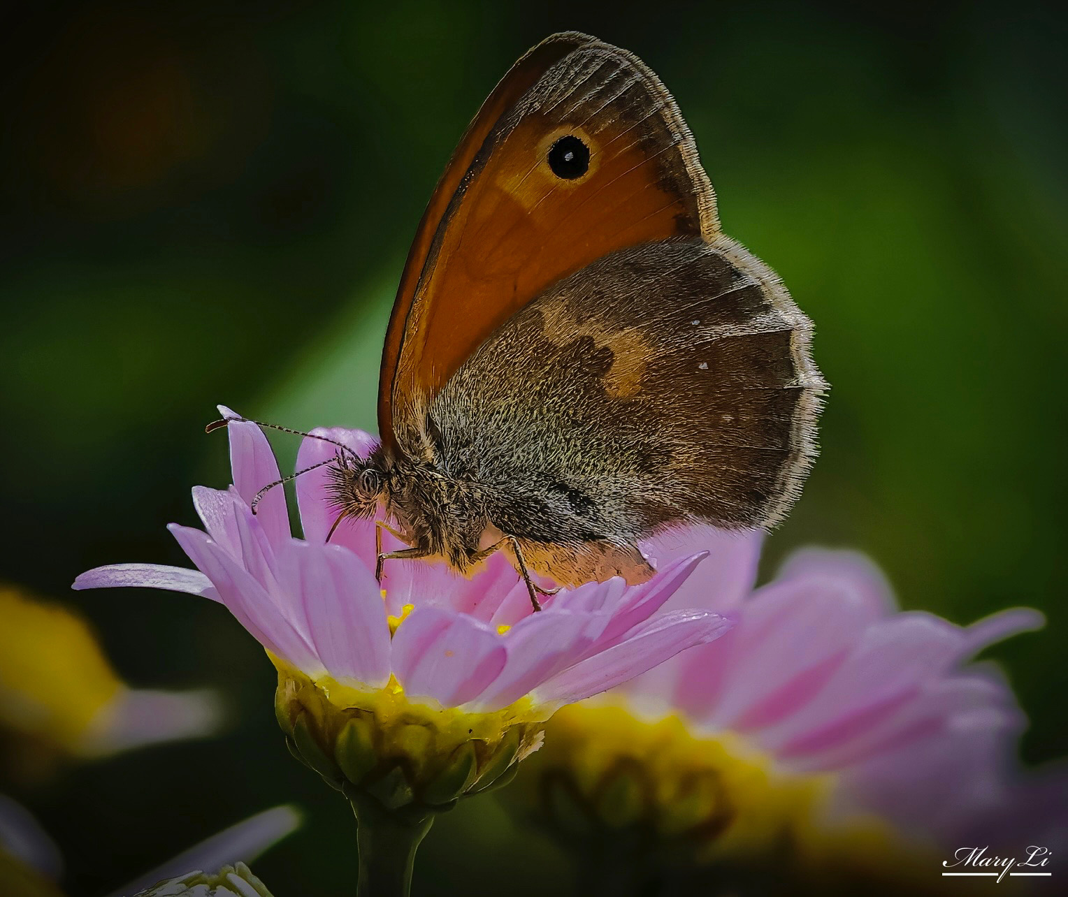 Coenonympha