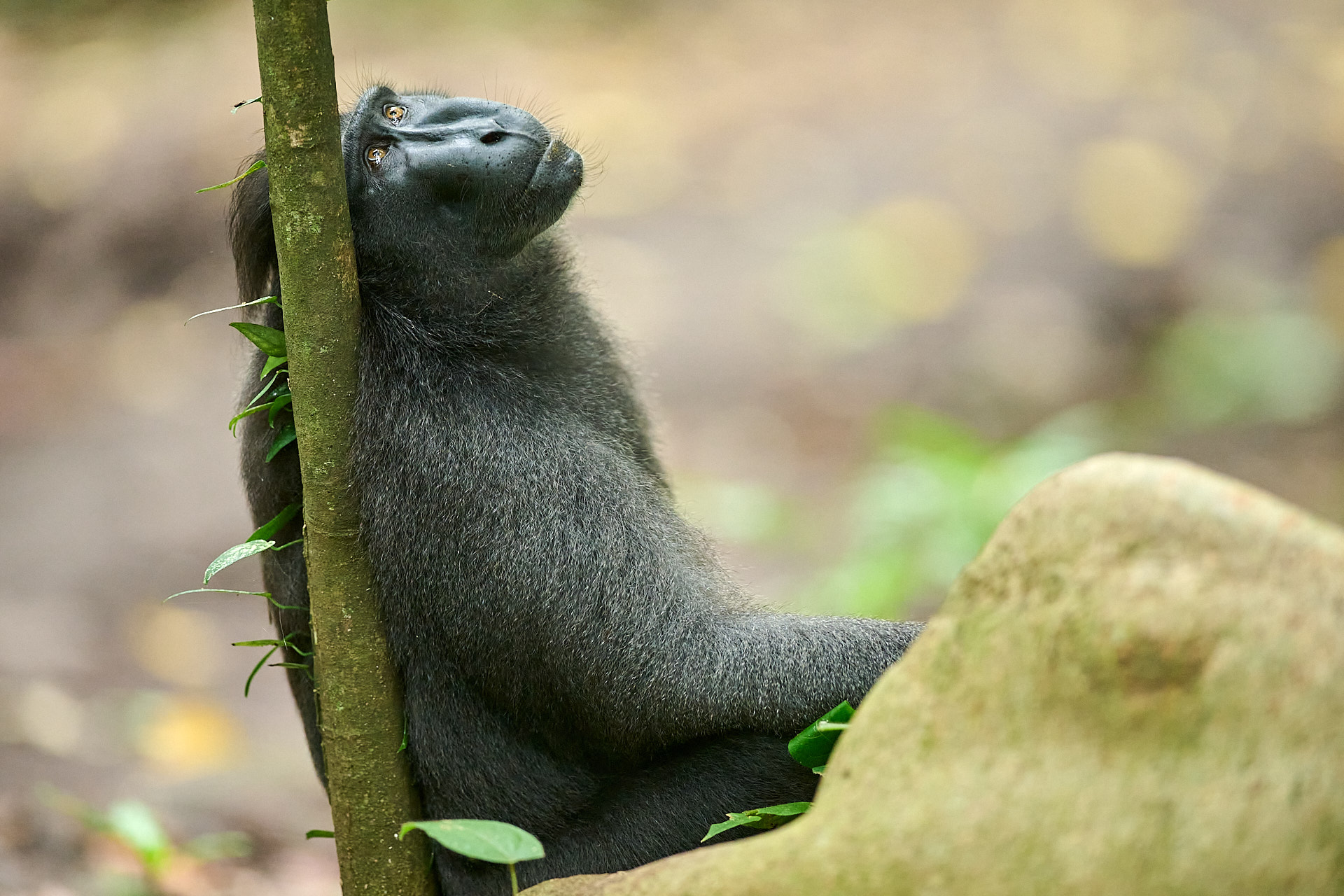 Macaco crestato in meditazione