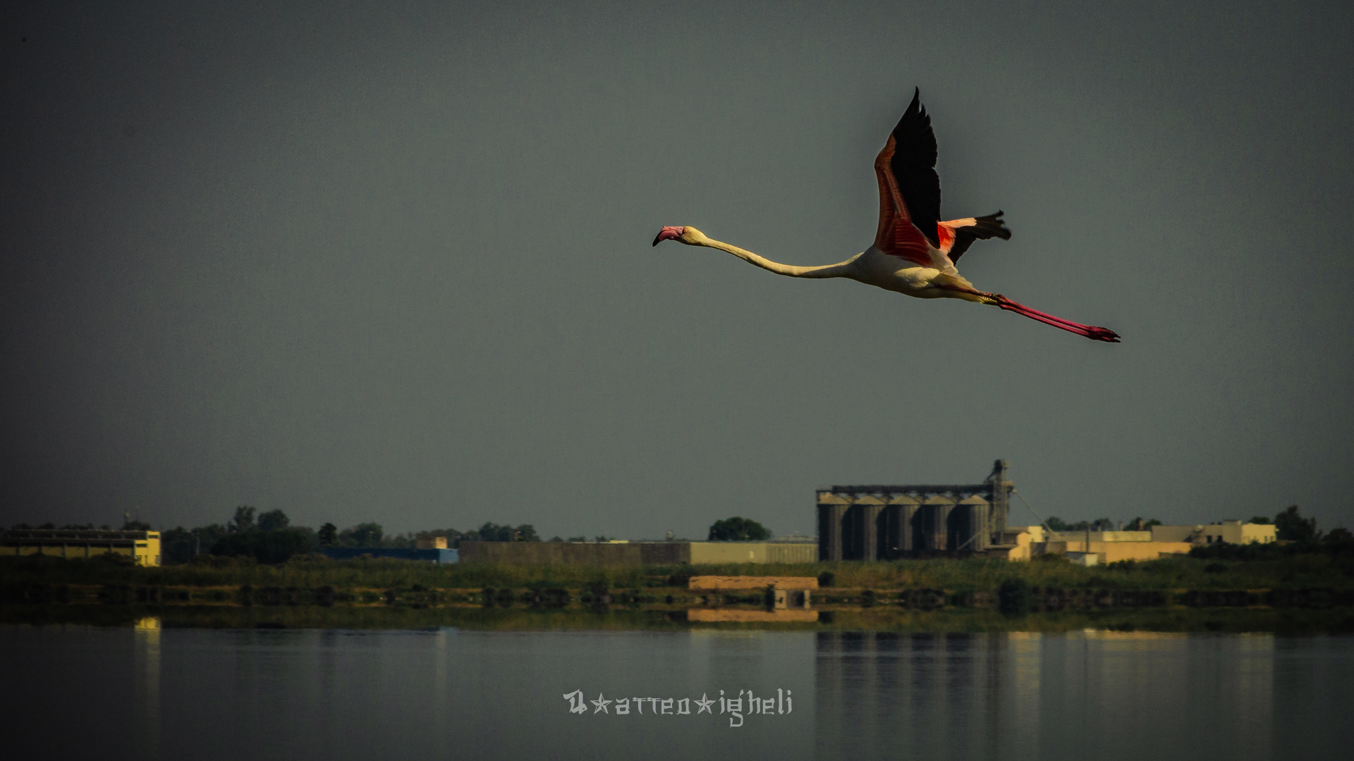 Flamingo in flight