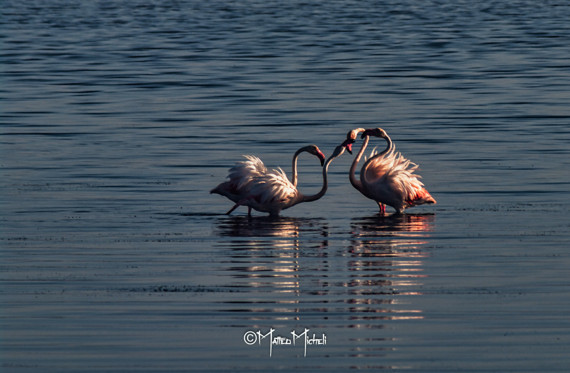 Various flamingos