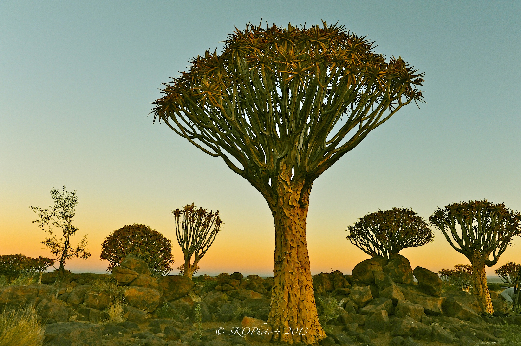 Quivertree Forest Vicino Keetmanshop.