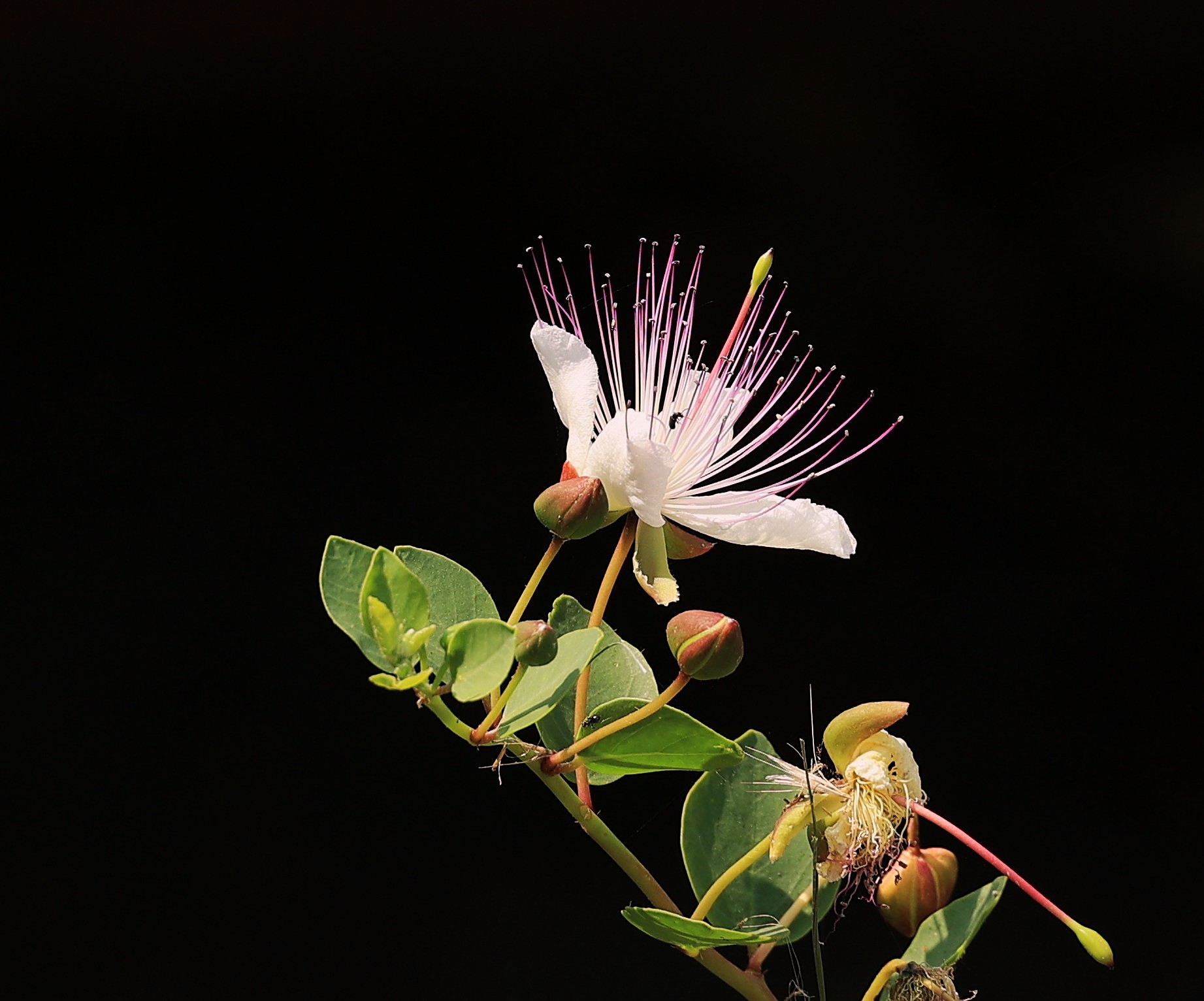 fiore di cappero