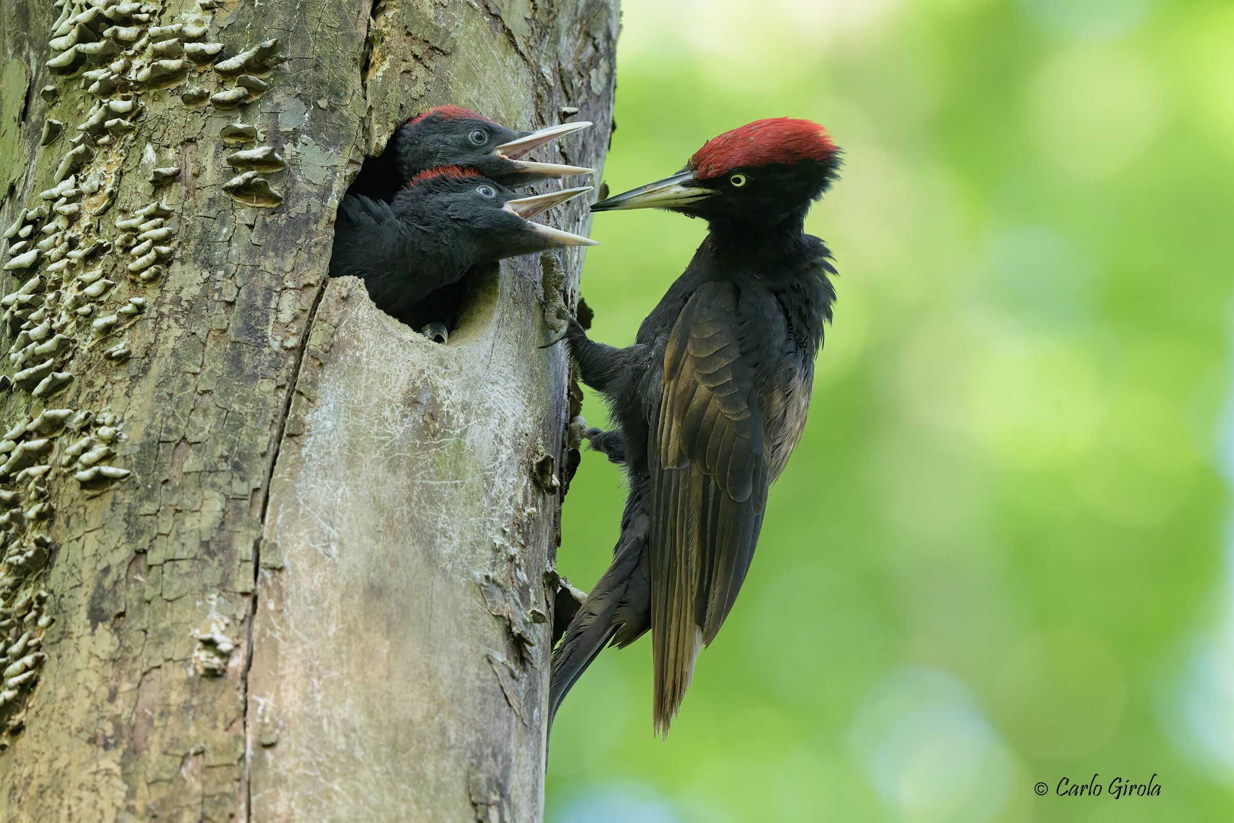 Picchio nero (Dryocopus martius)