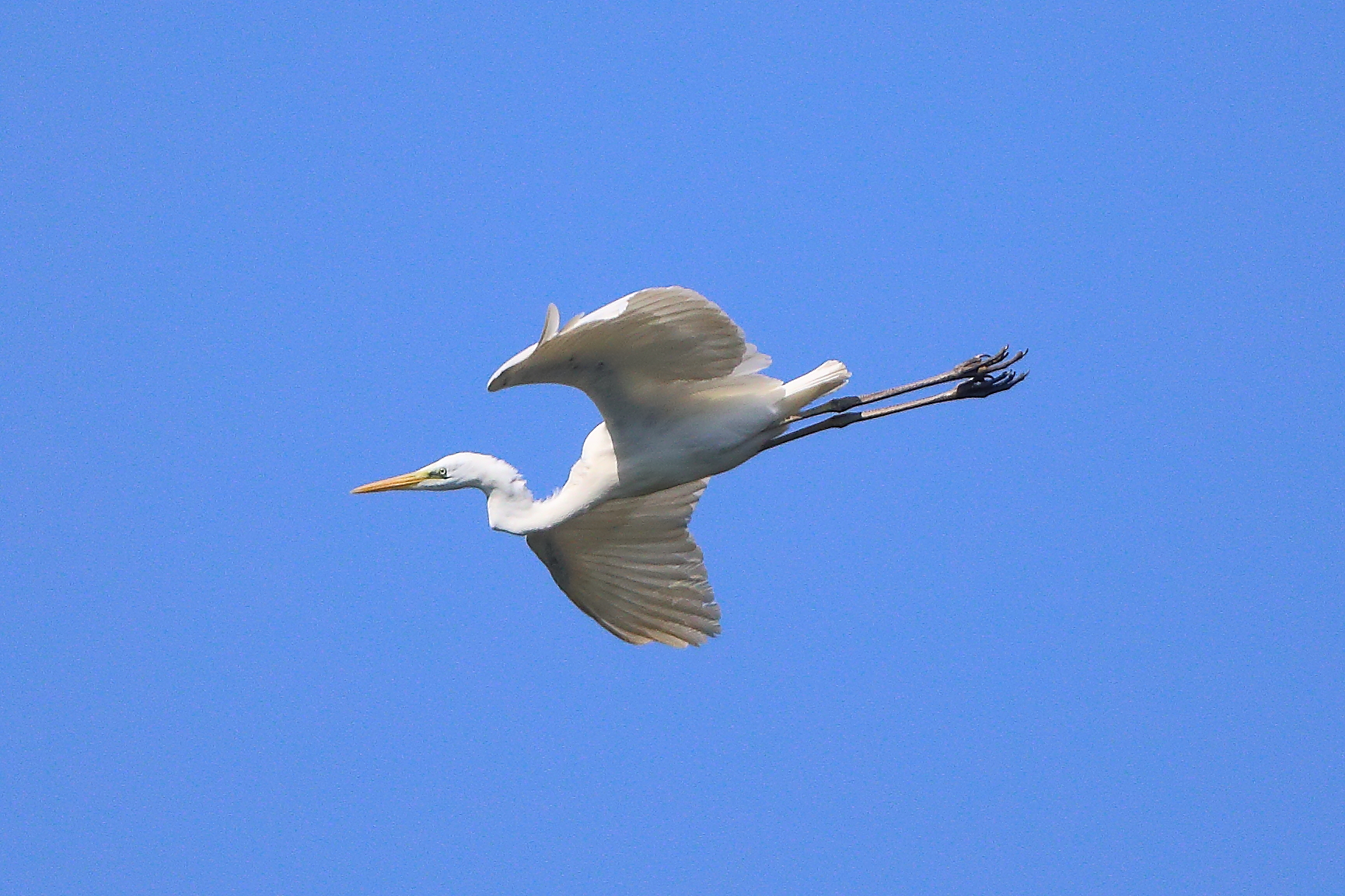 Airone BM aprile 2025 - 0016