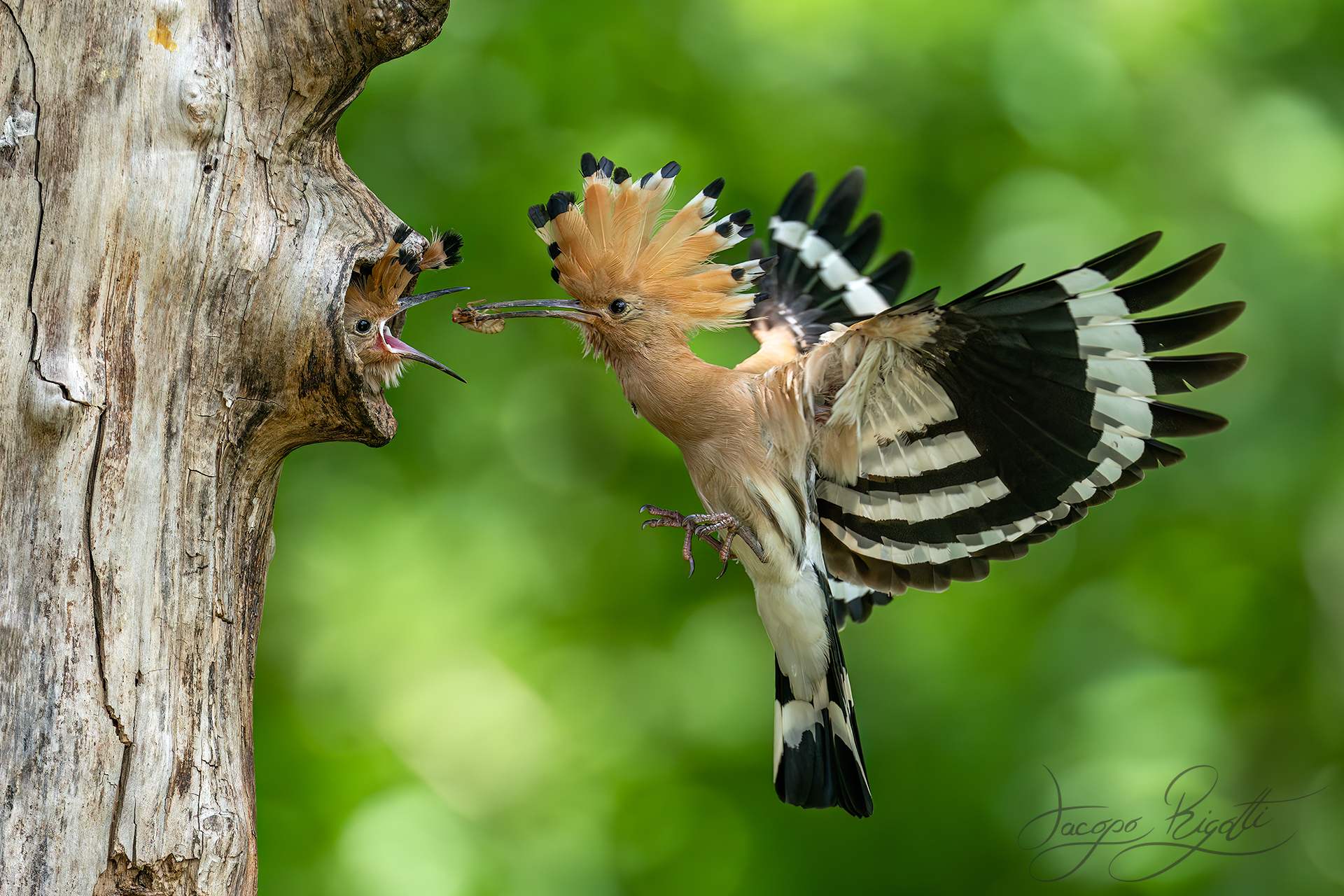 The hoopoe's cue