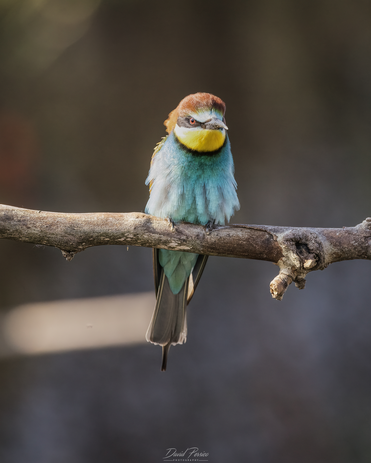 Bee-eater
