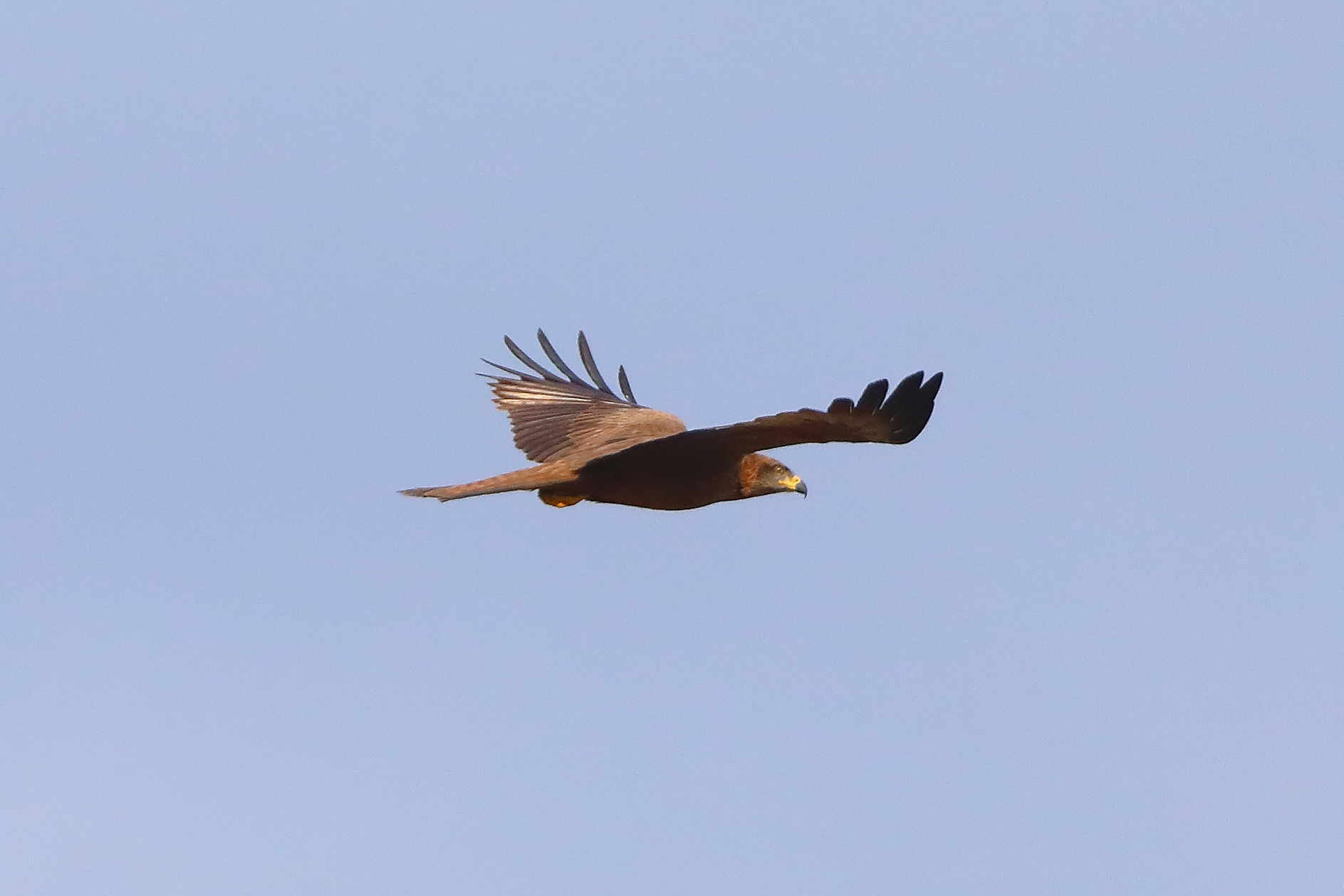 Nibbio bruno 29 marzo 2025 - 0148