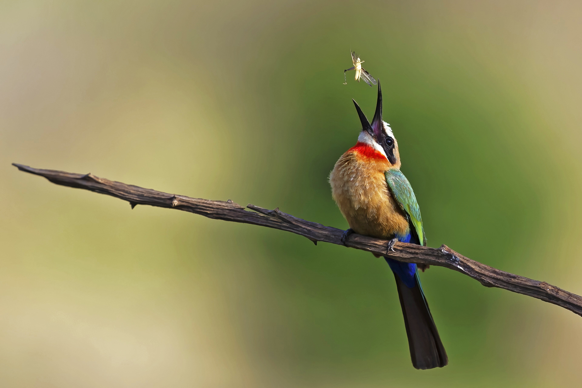 Bee eater