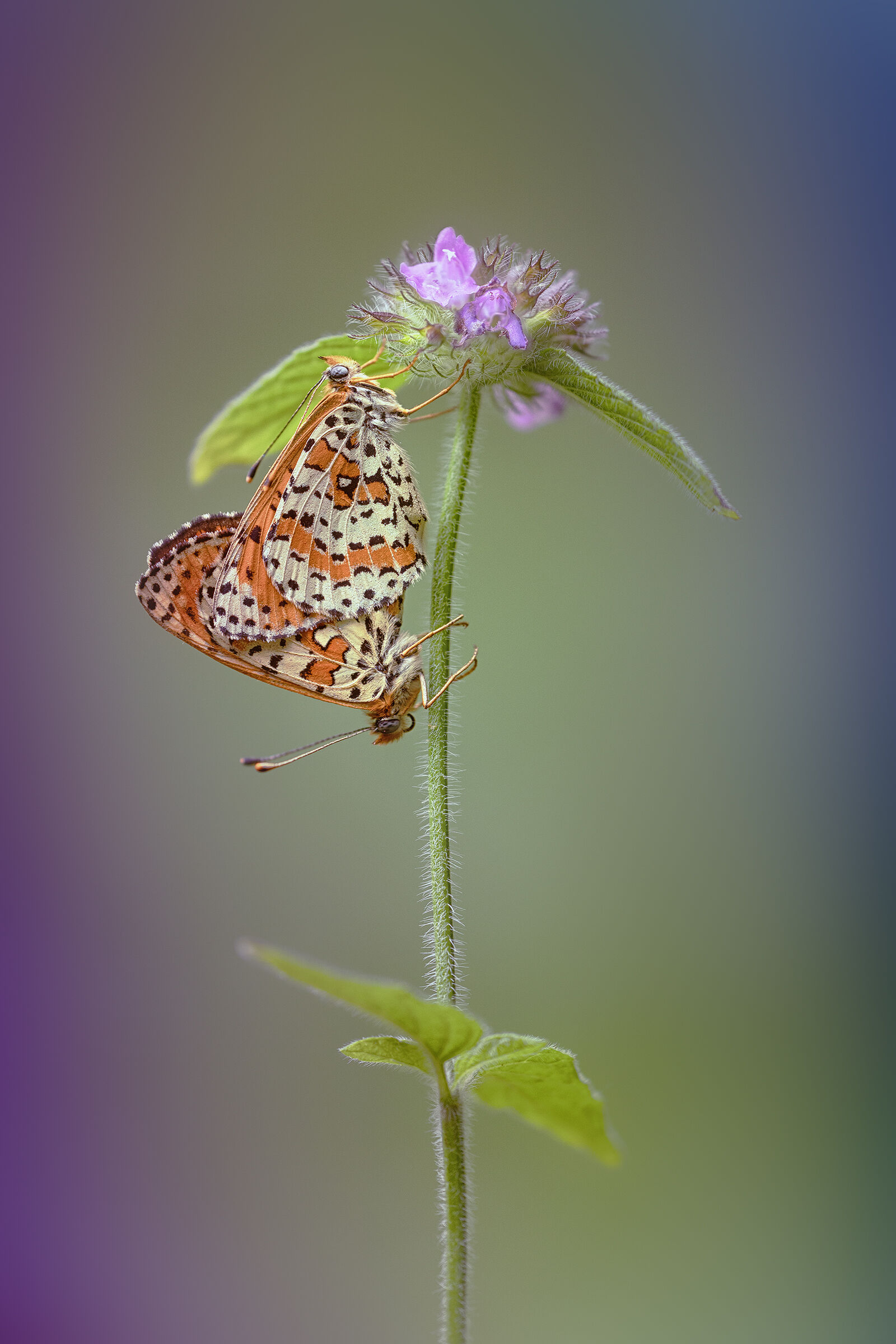 Melitaea didyma