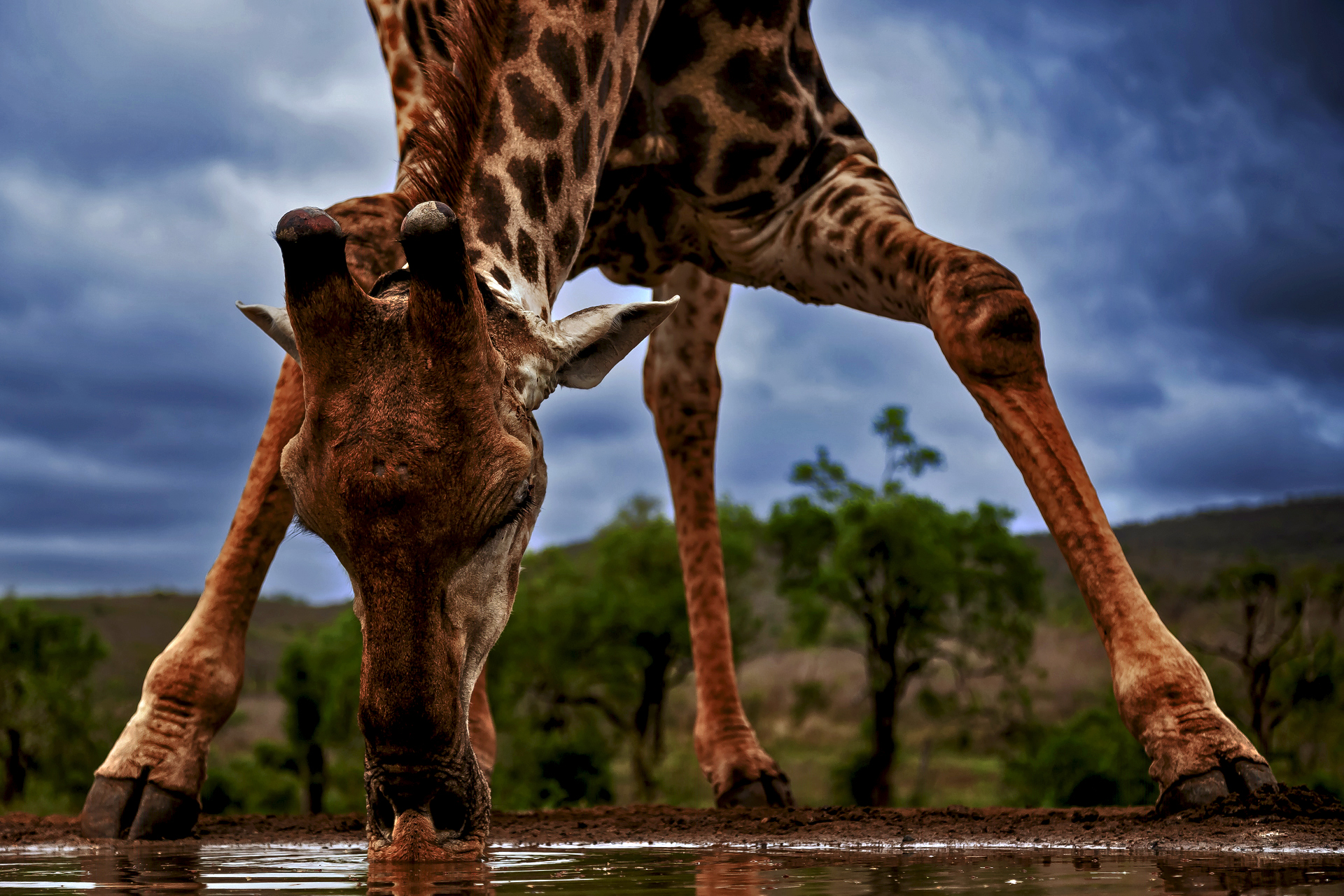 Giraffe at the pool