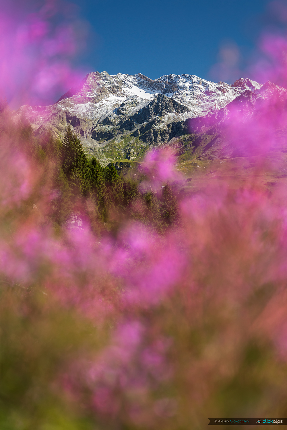 Natural frames on the Suretta Group