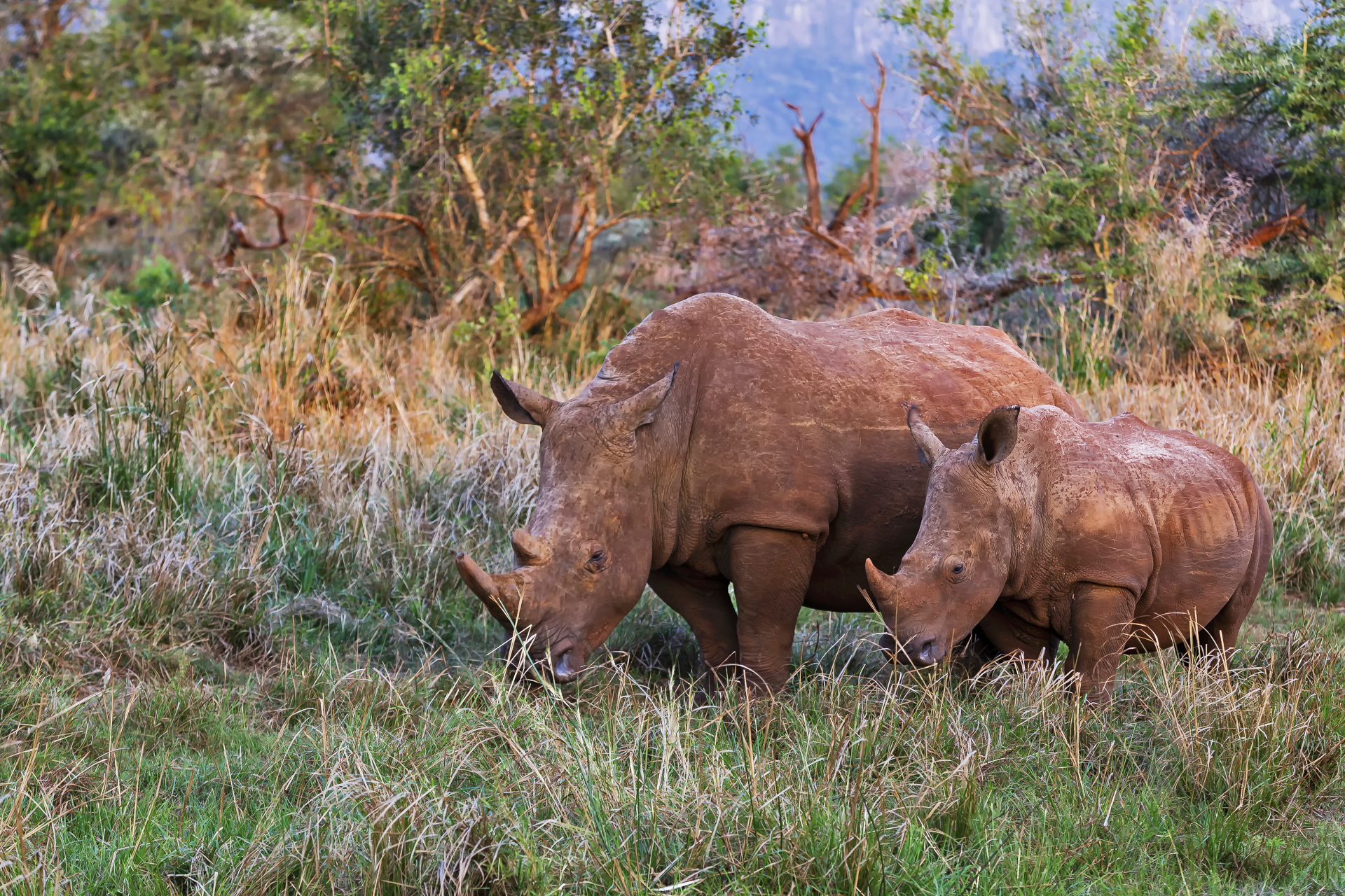 White Rhinos Mother and Child