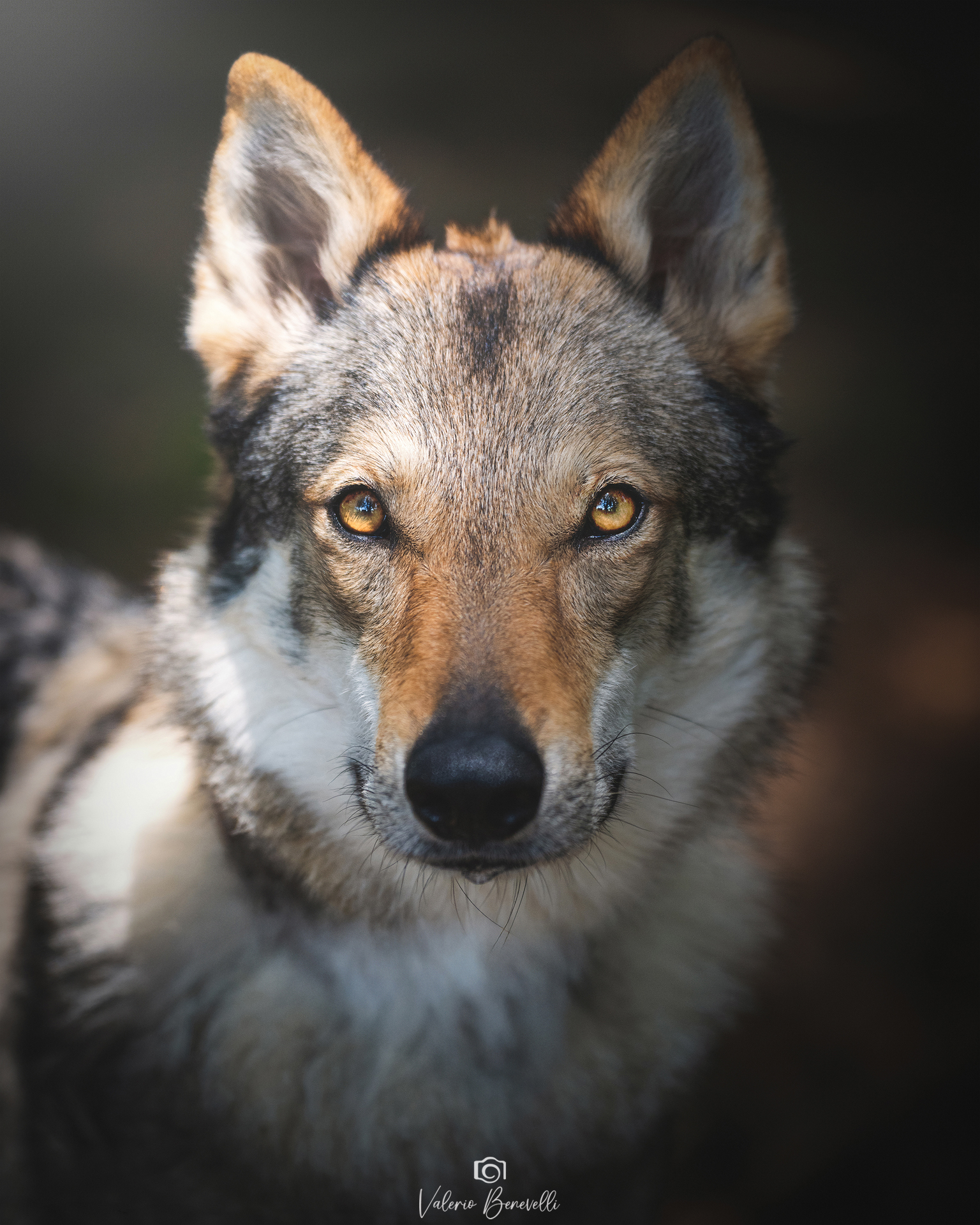 Hunter by Michela Zanoni