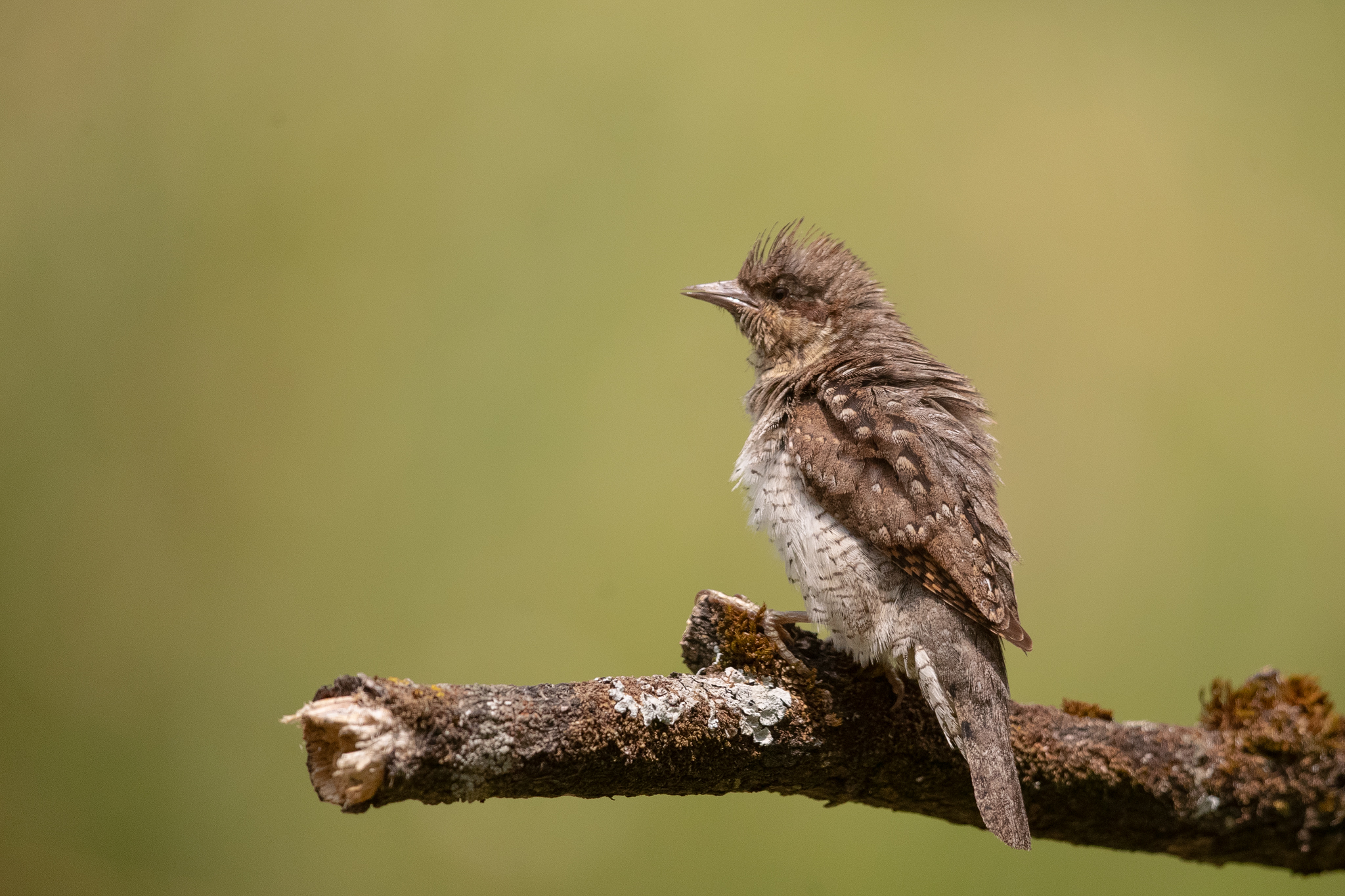 Wryneck