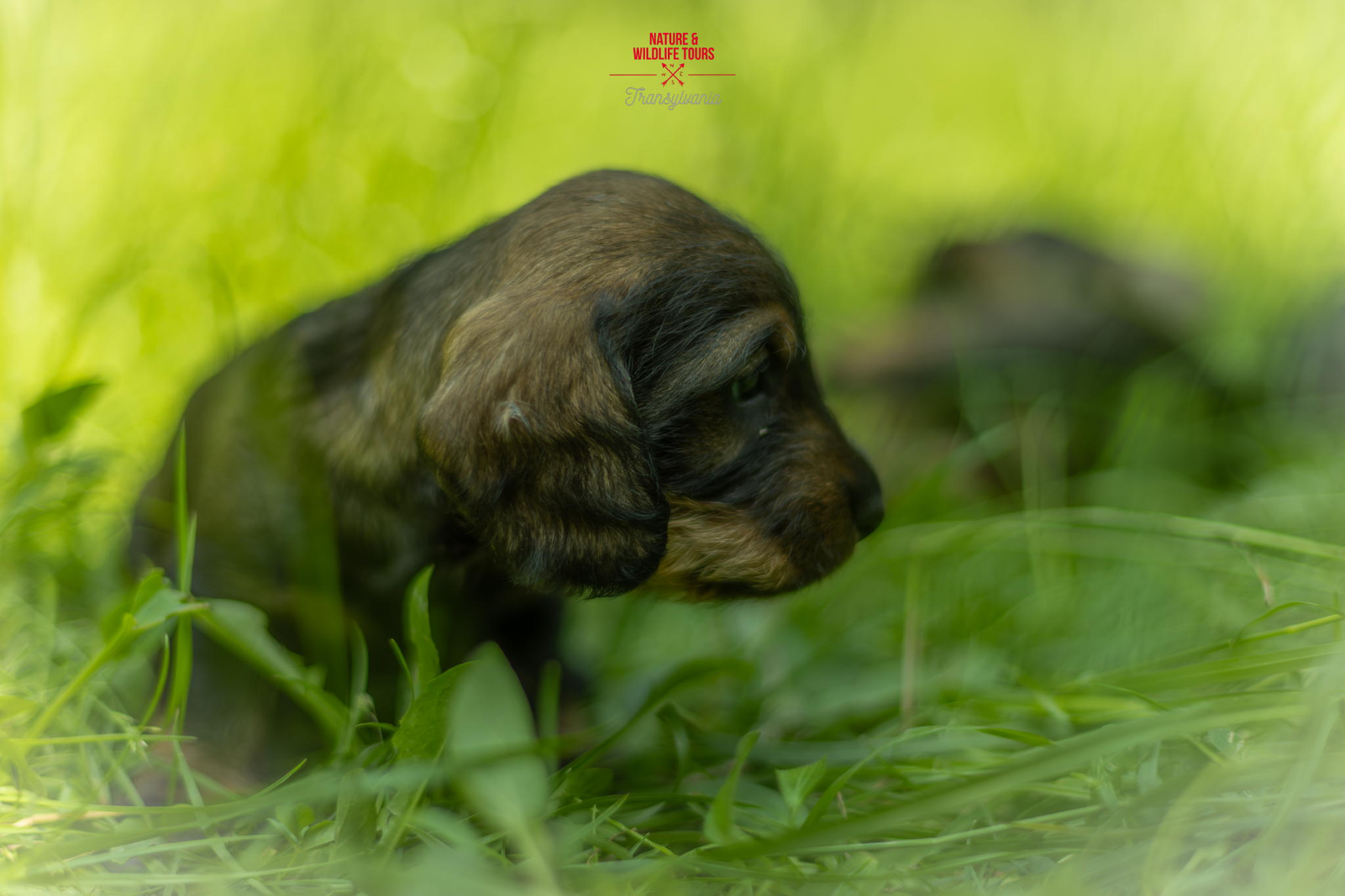 Wired hair teckel puppy